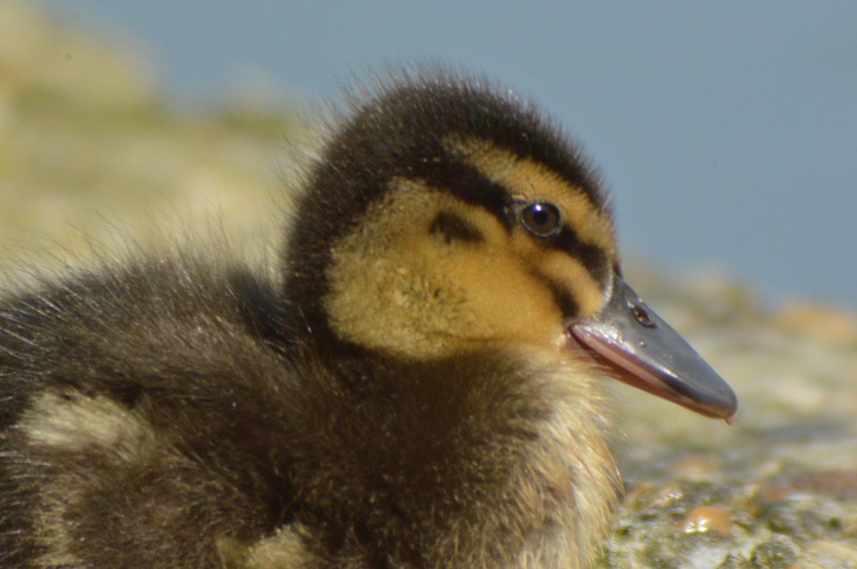 Small mallard