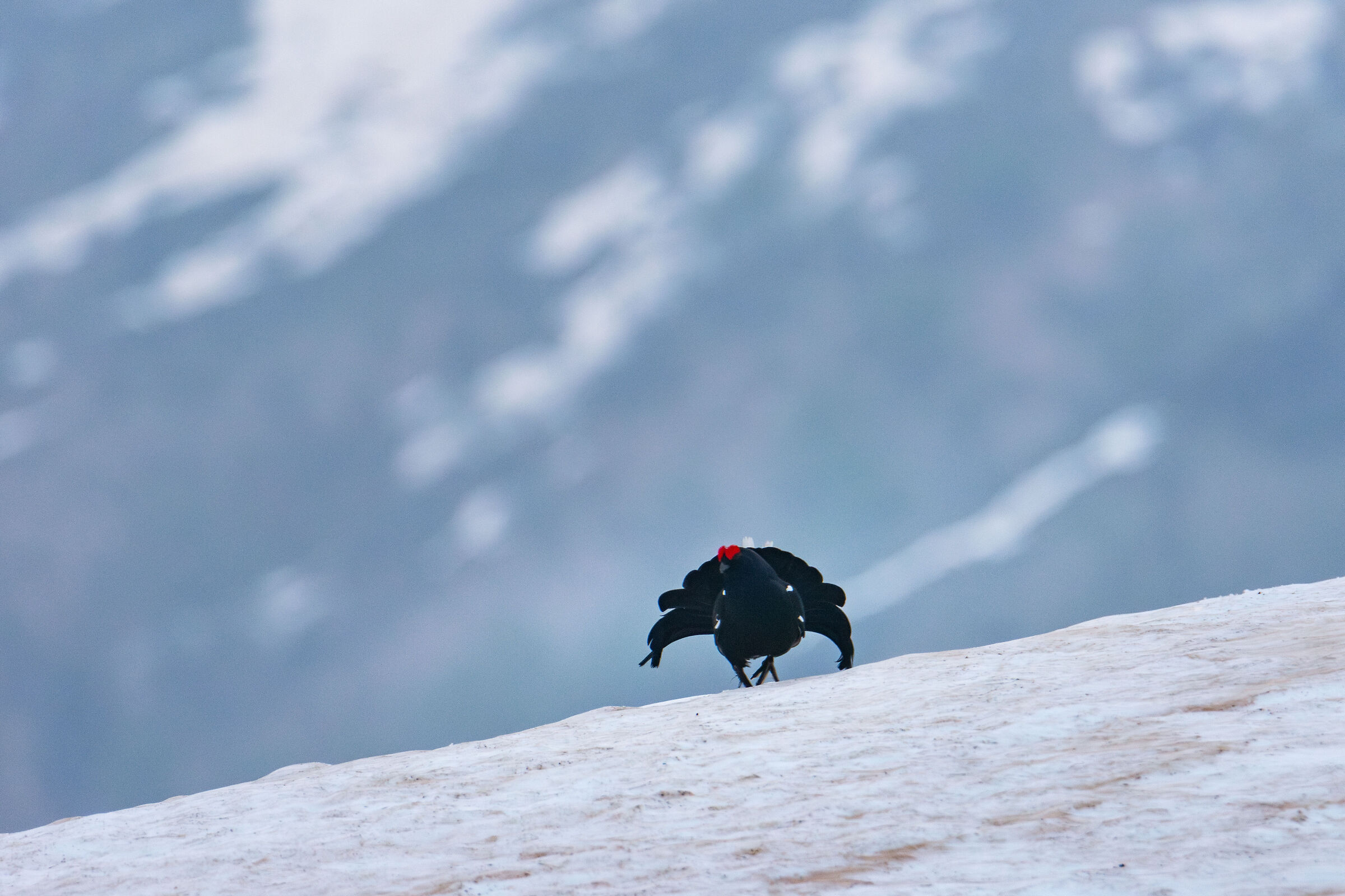 Black Grouse 2024