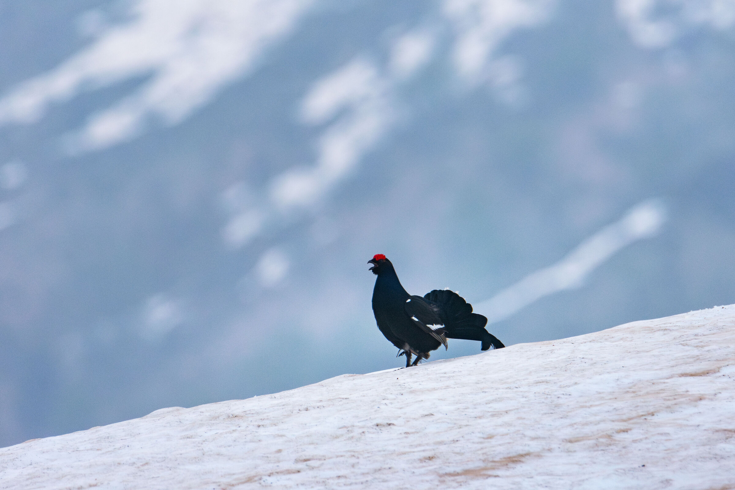 Black Grouse 2024