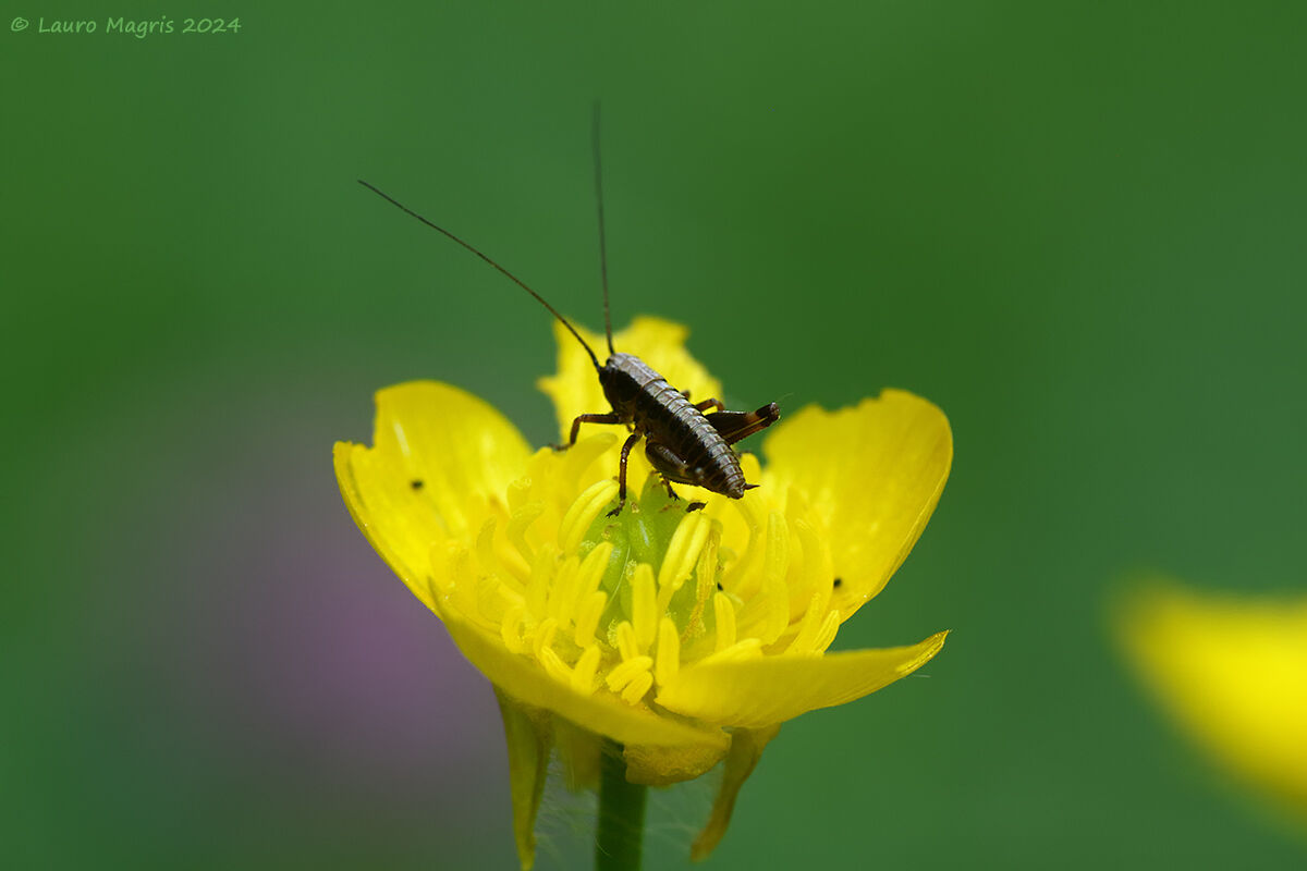 Neanide di Pholidoptera