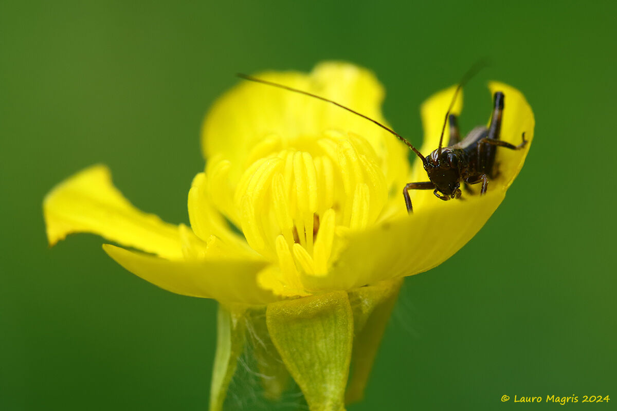 Ortottero nel giallo