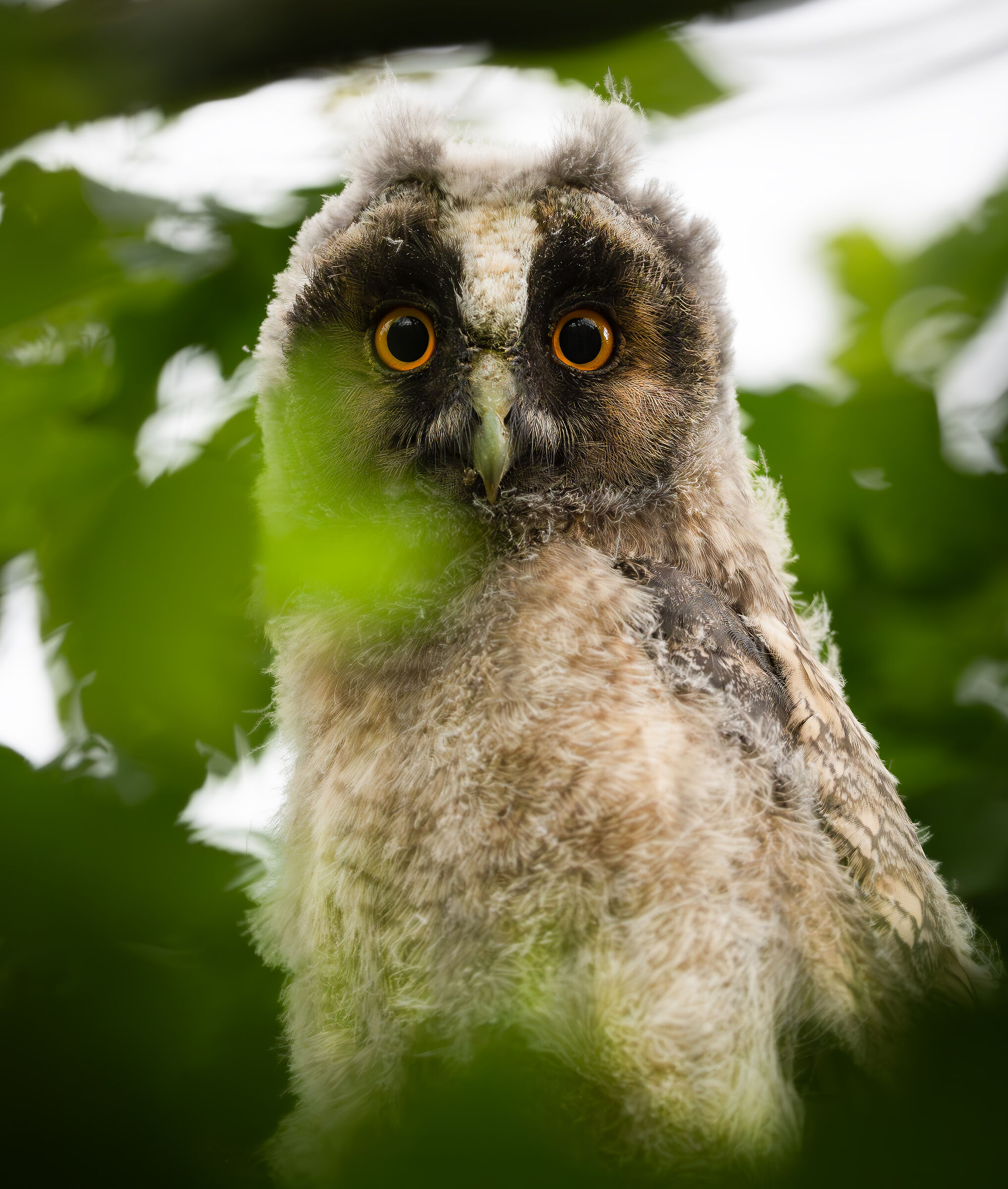 Short-eared owl pullet
