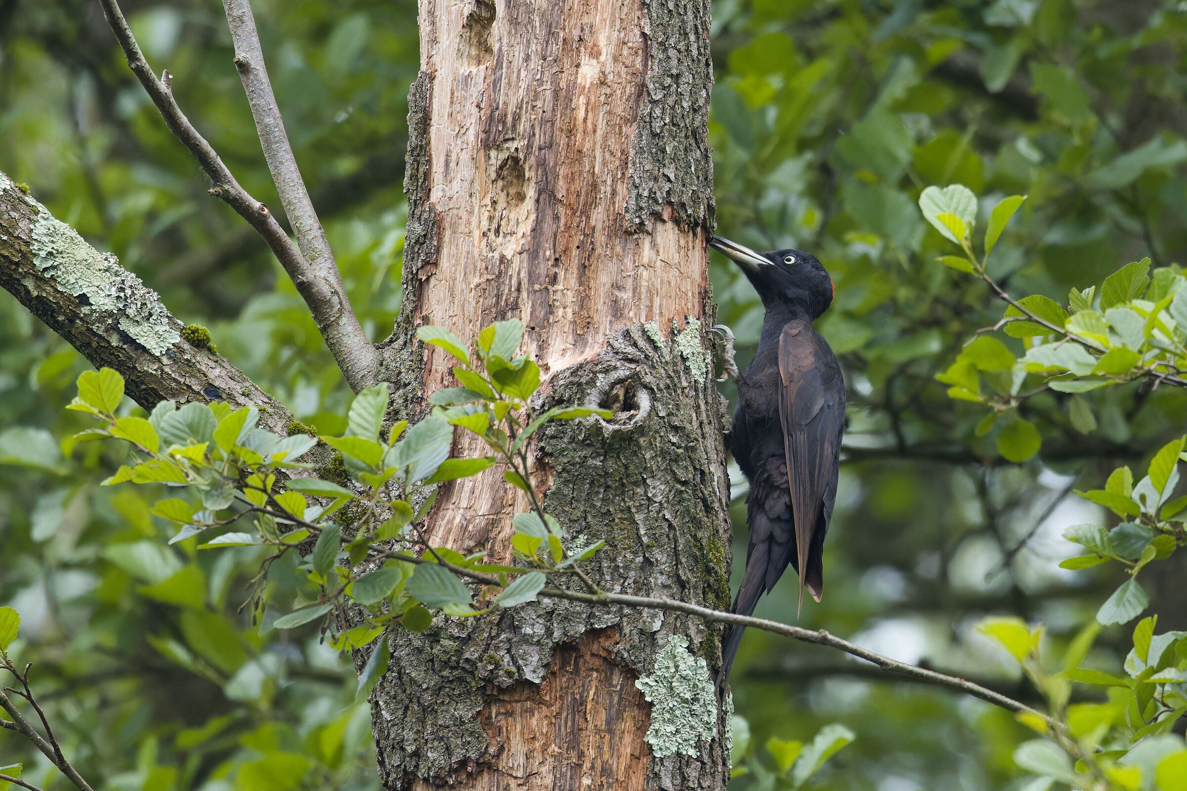 Black woodpecker