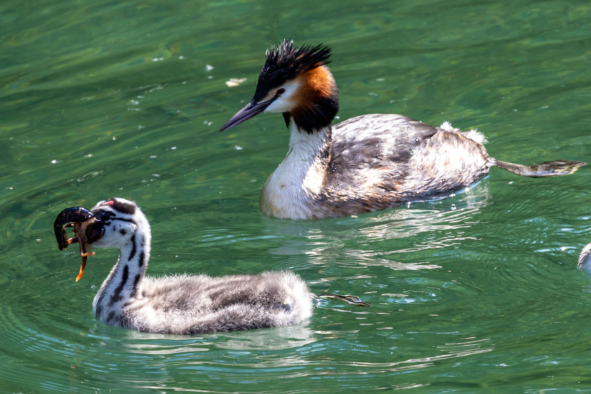 Weaning Great Crested Grebe