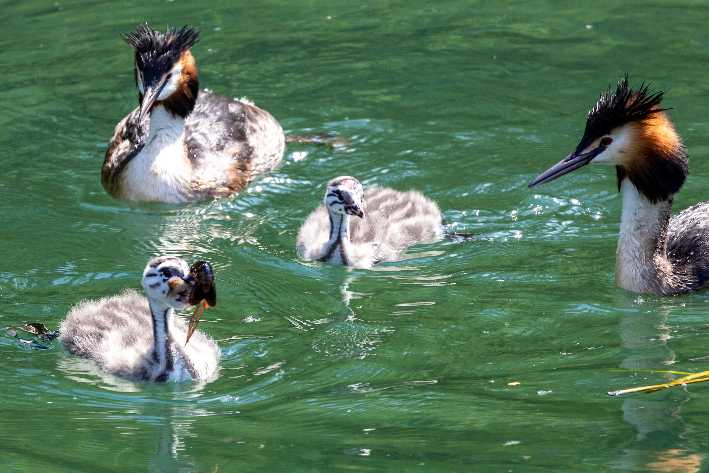 Weaning Great Crested Grebe