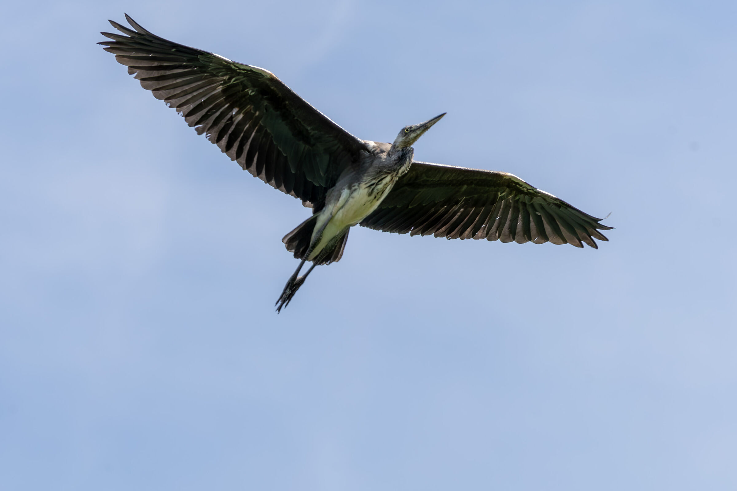Purple heron in flight