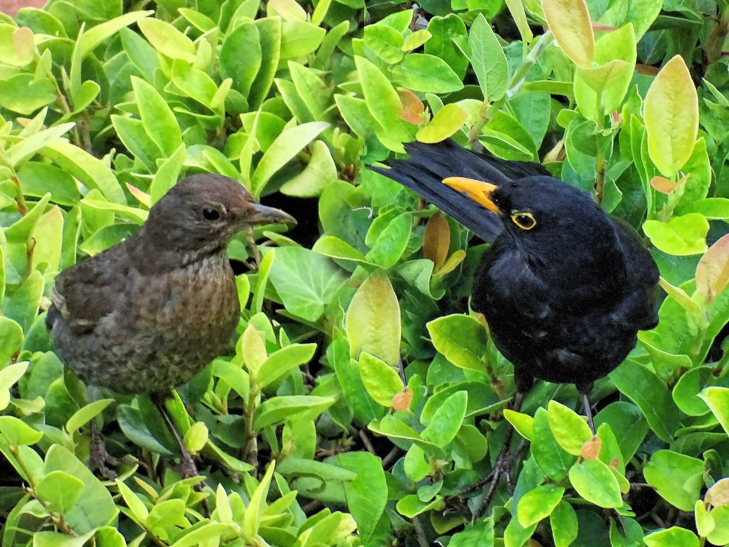 Blackbirds