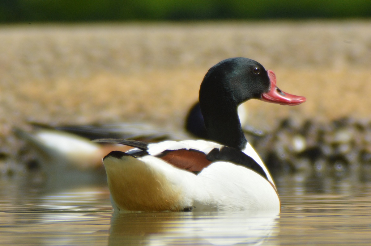 Shelduck