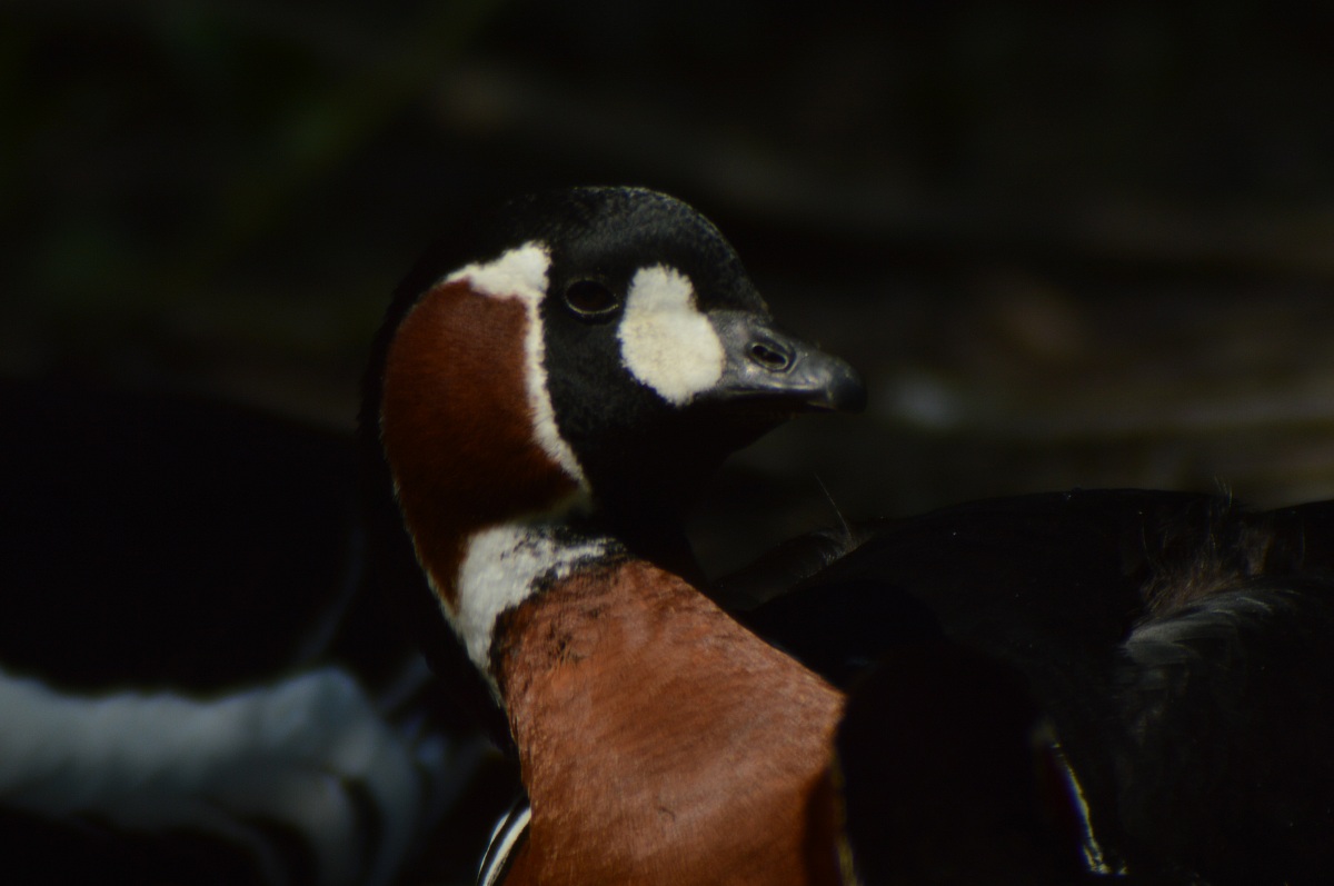 Portrait of Red-breasted Goose