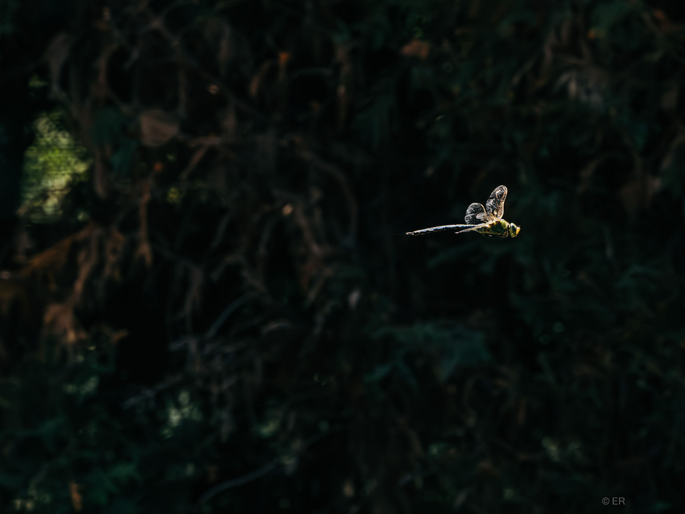 Dragonfly in flight