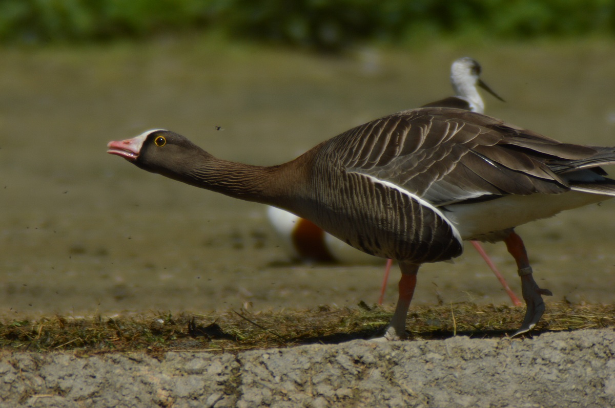 Greylag Goose in alarm