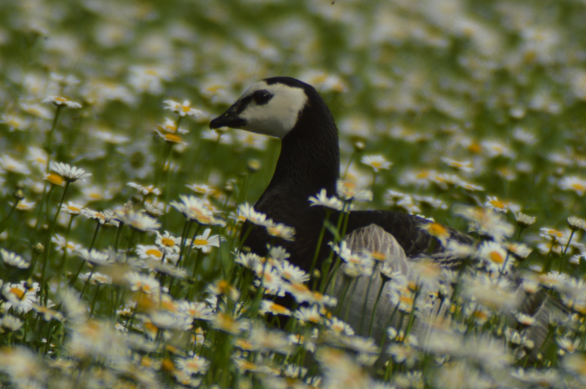 Barnacle Goose among the flowers