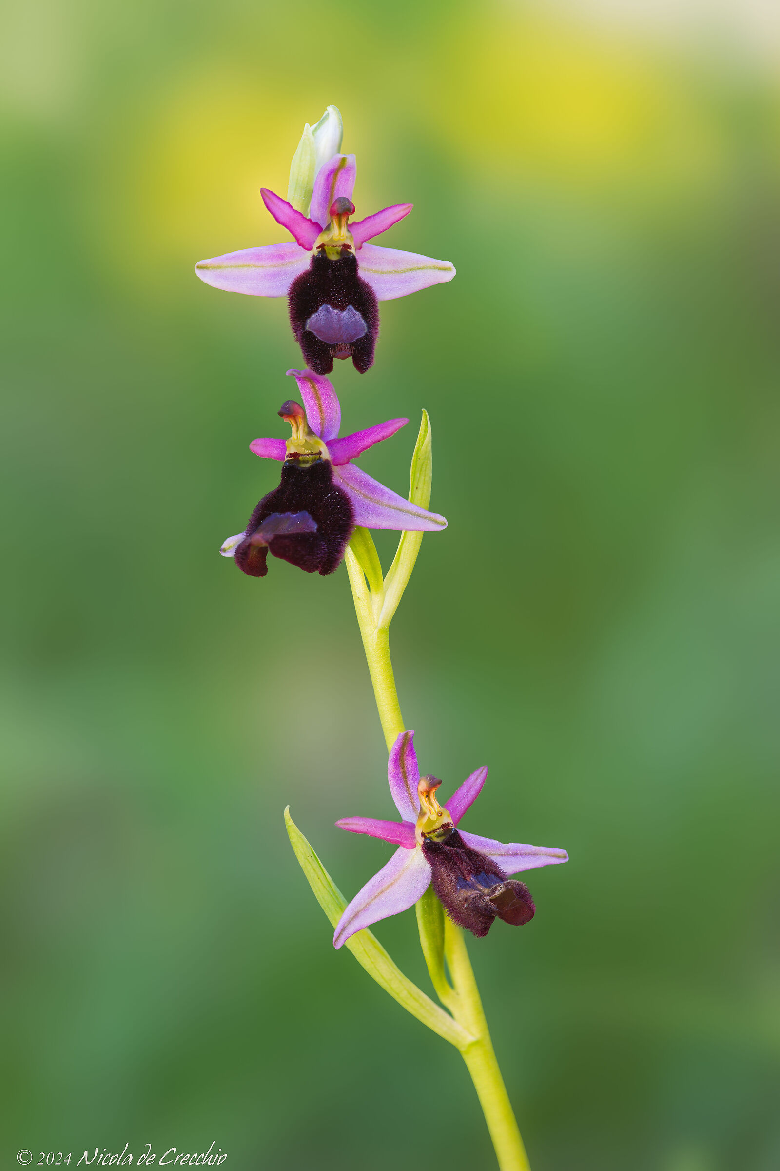 Ophrys bertolonii