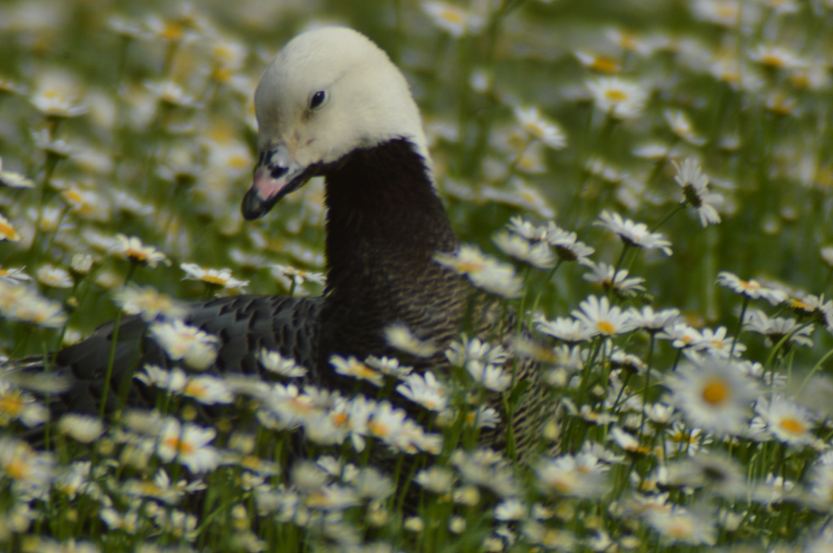 Among the daisies ...