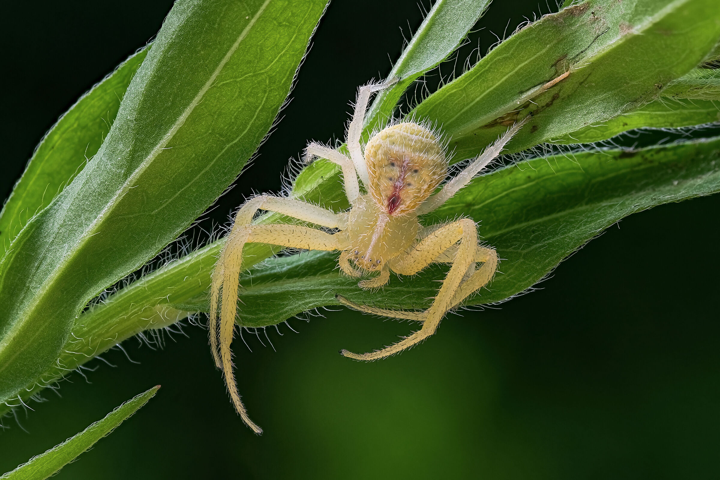 Graminicola di Heriaeus