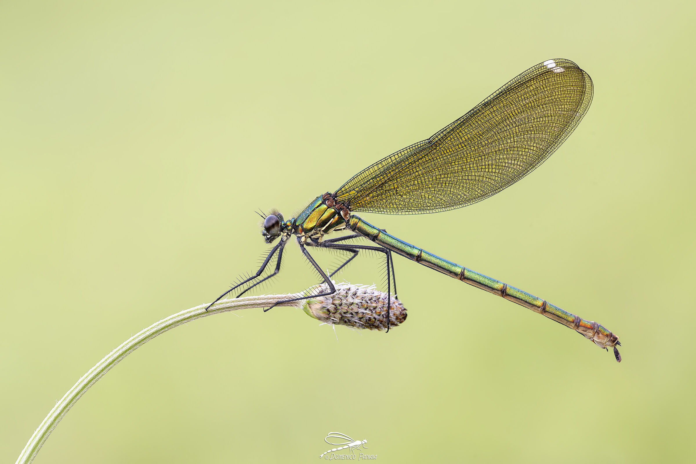 Calopteryx splendens