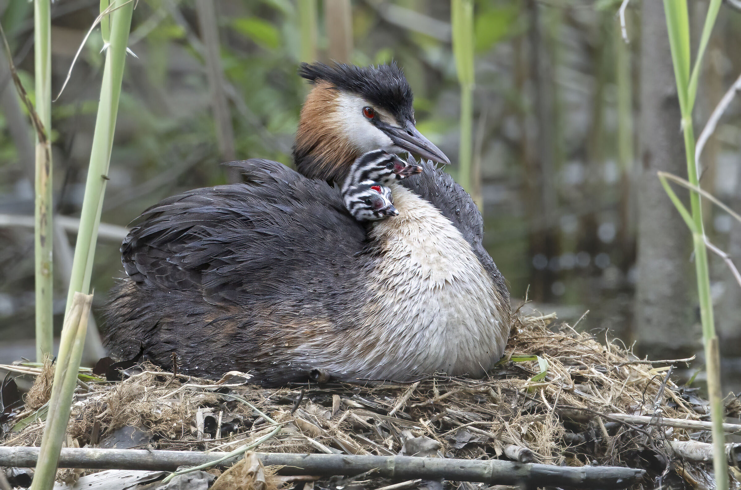 svasso maggiore con 2 piccoli