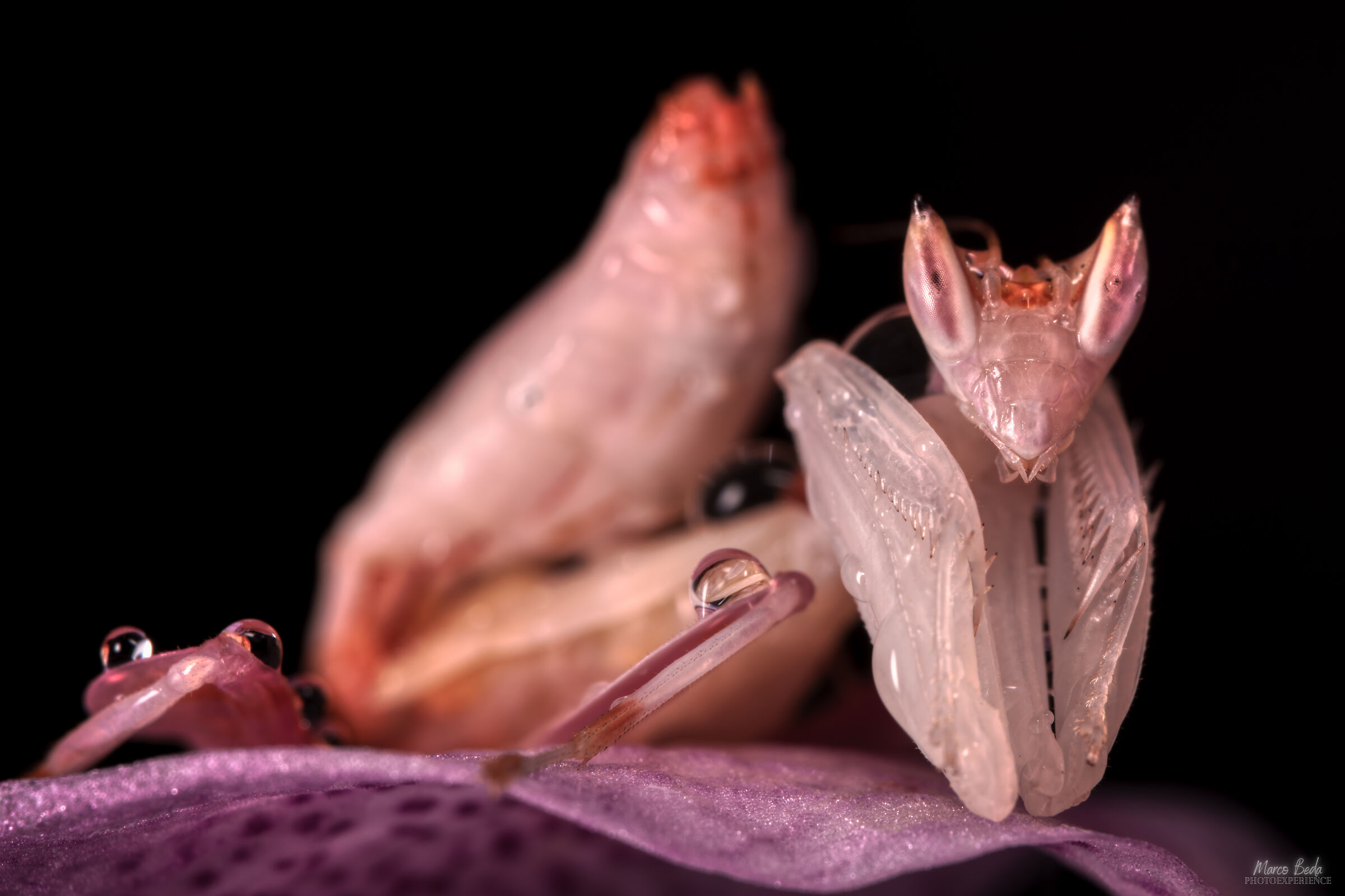 mantis