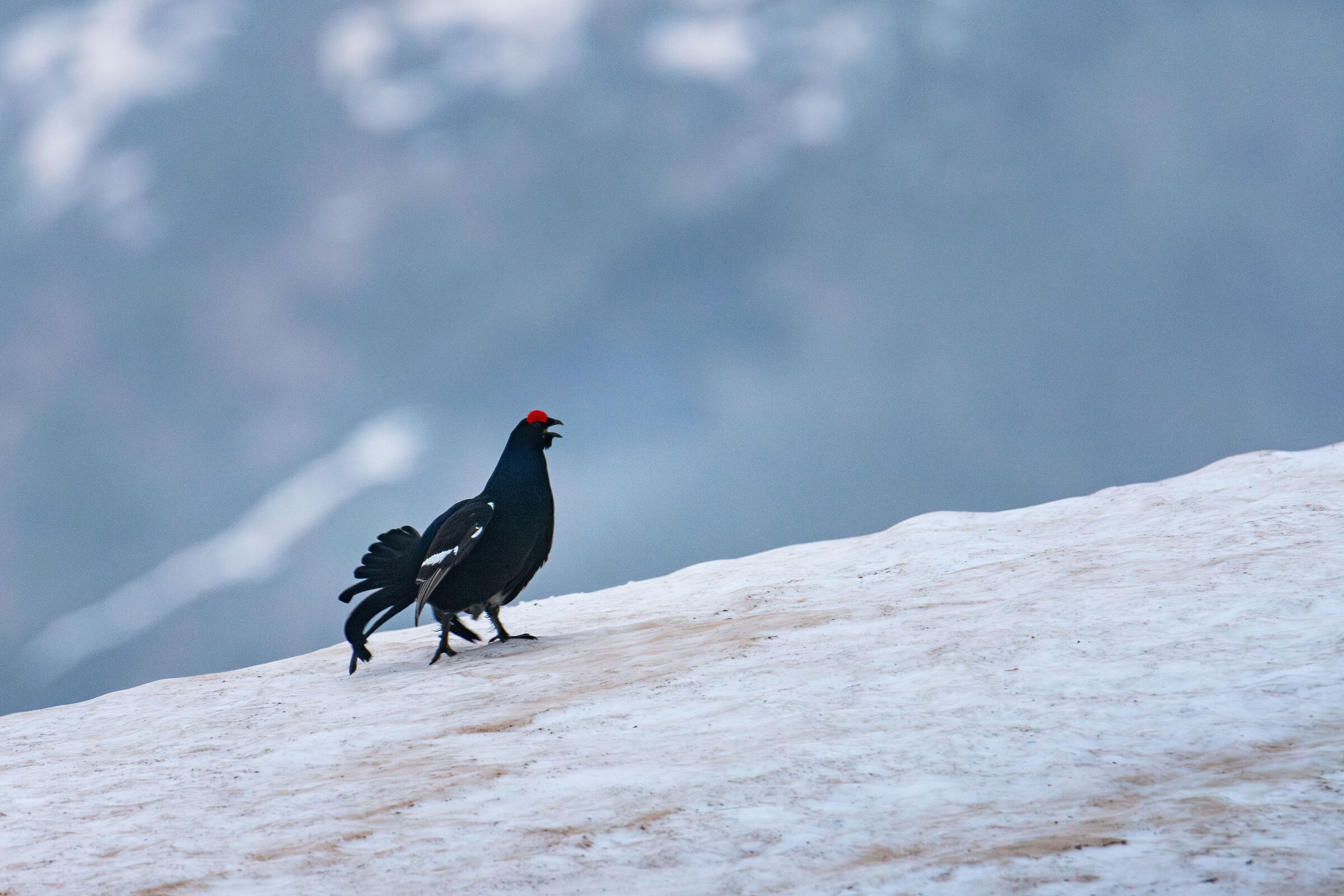 Black Grouse 2024
