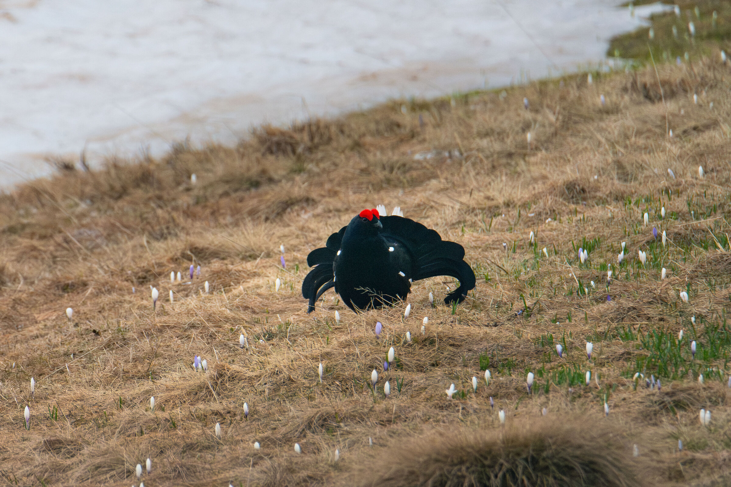 Spring Black Grouse 2024