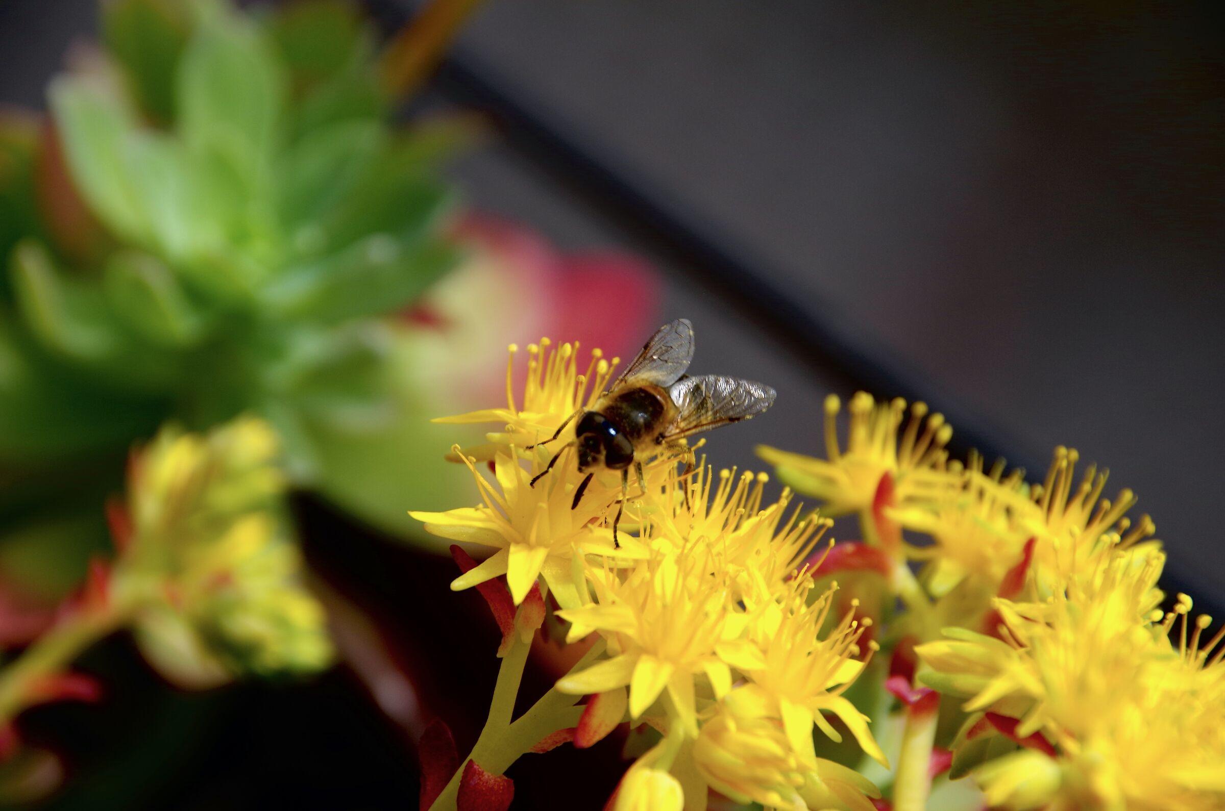 Bee