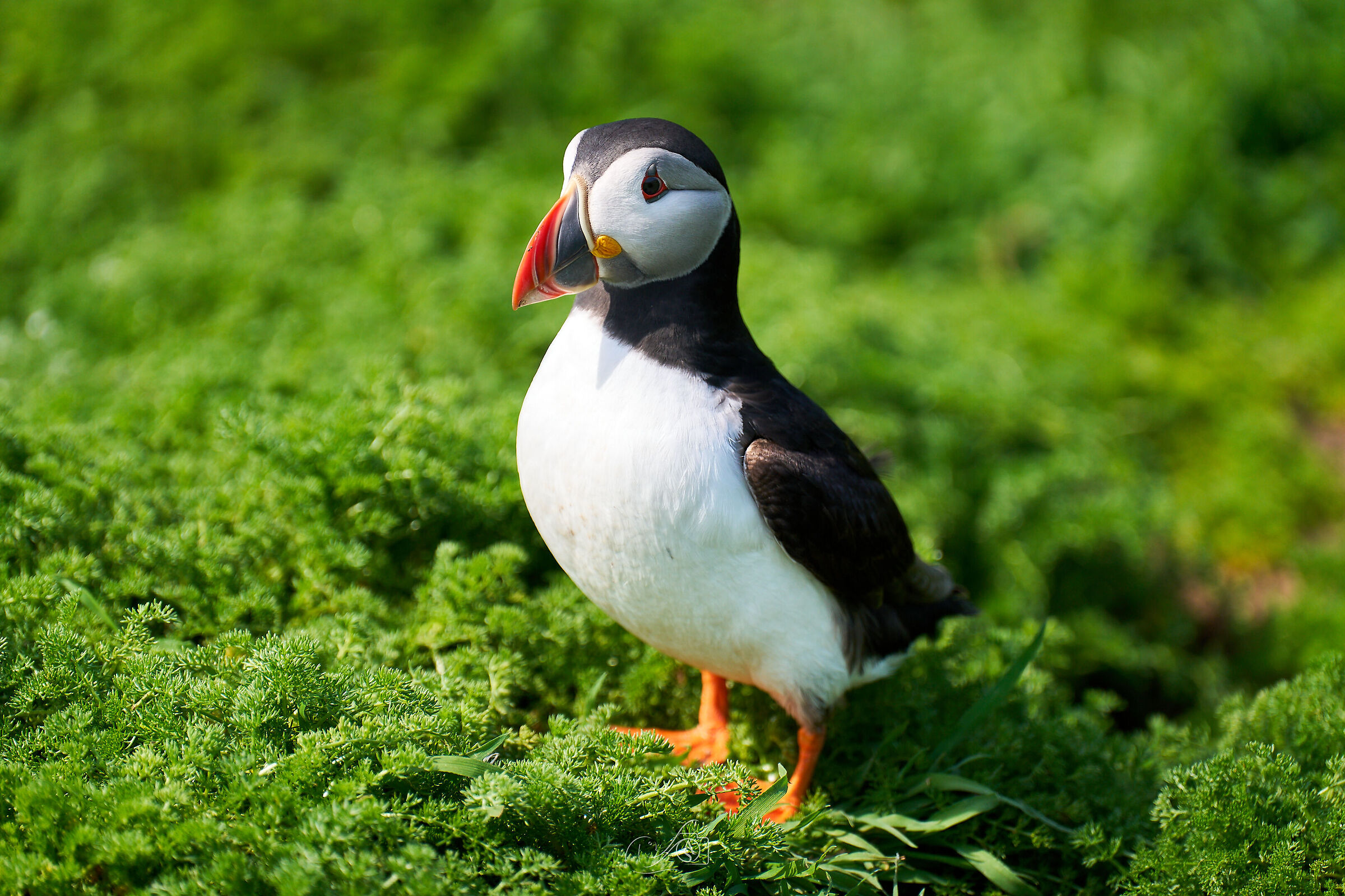 Puffin