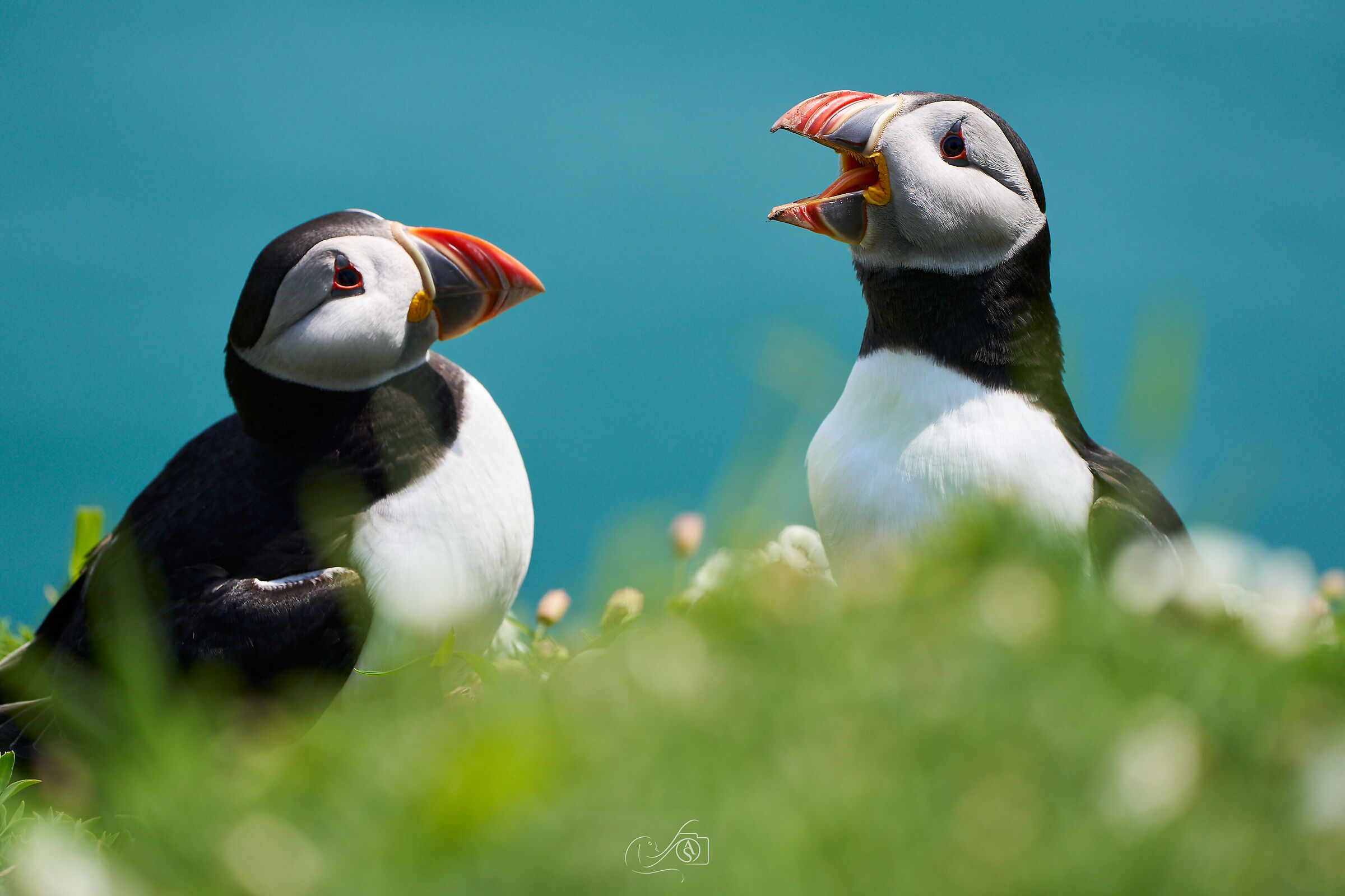 Puffin