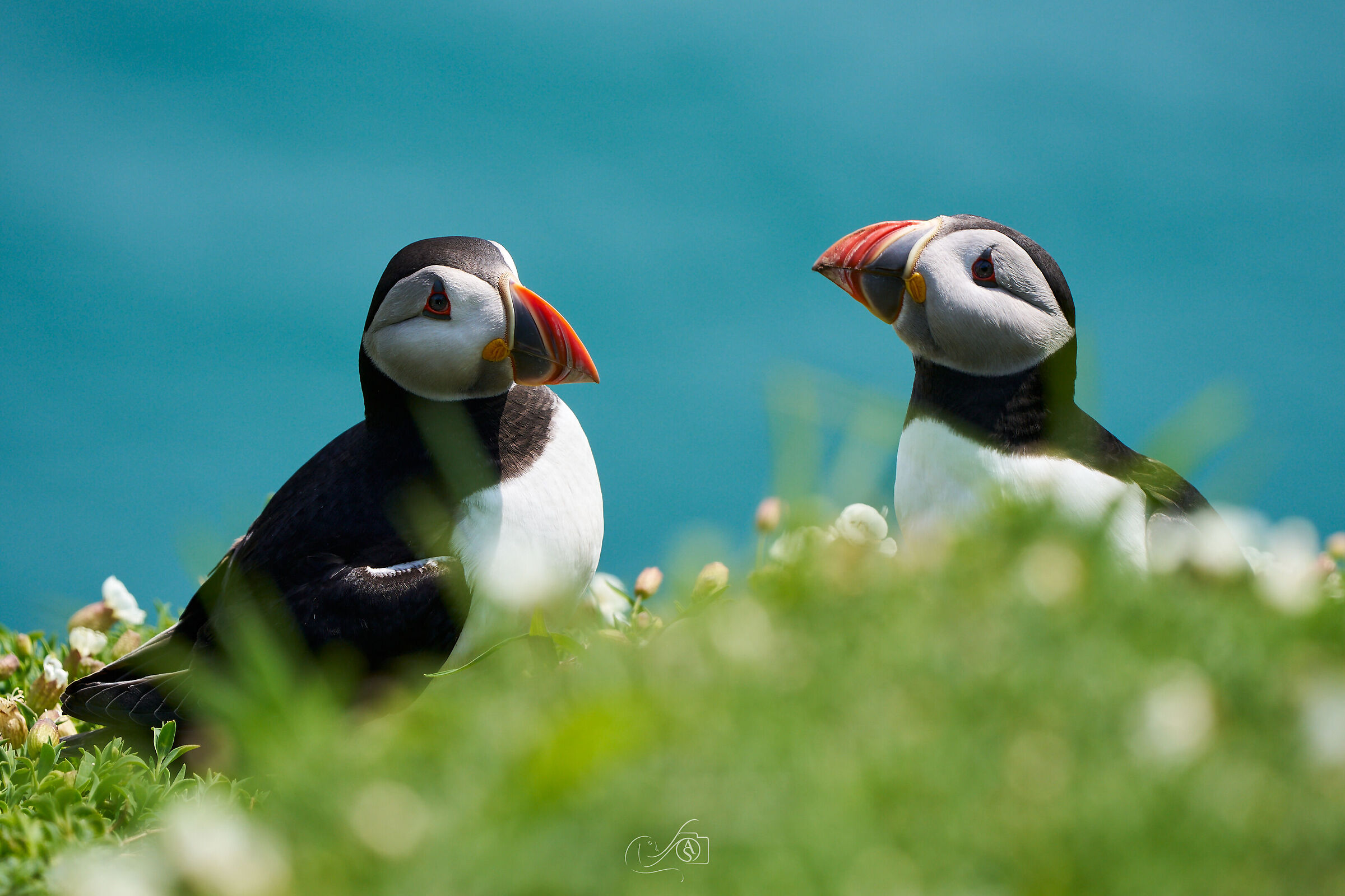 Puffin