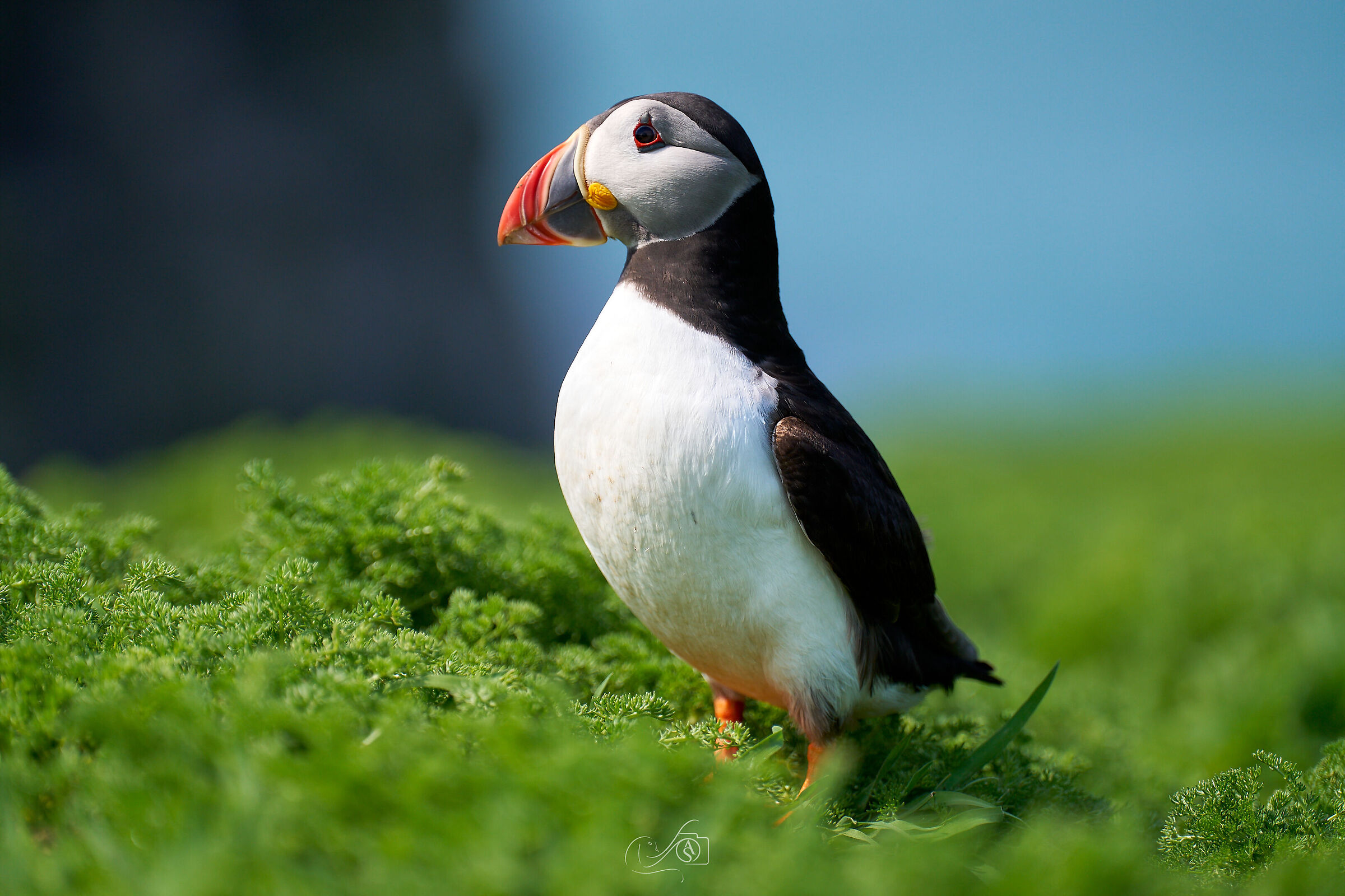 Puffin