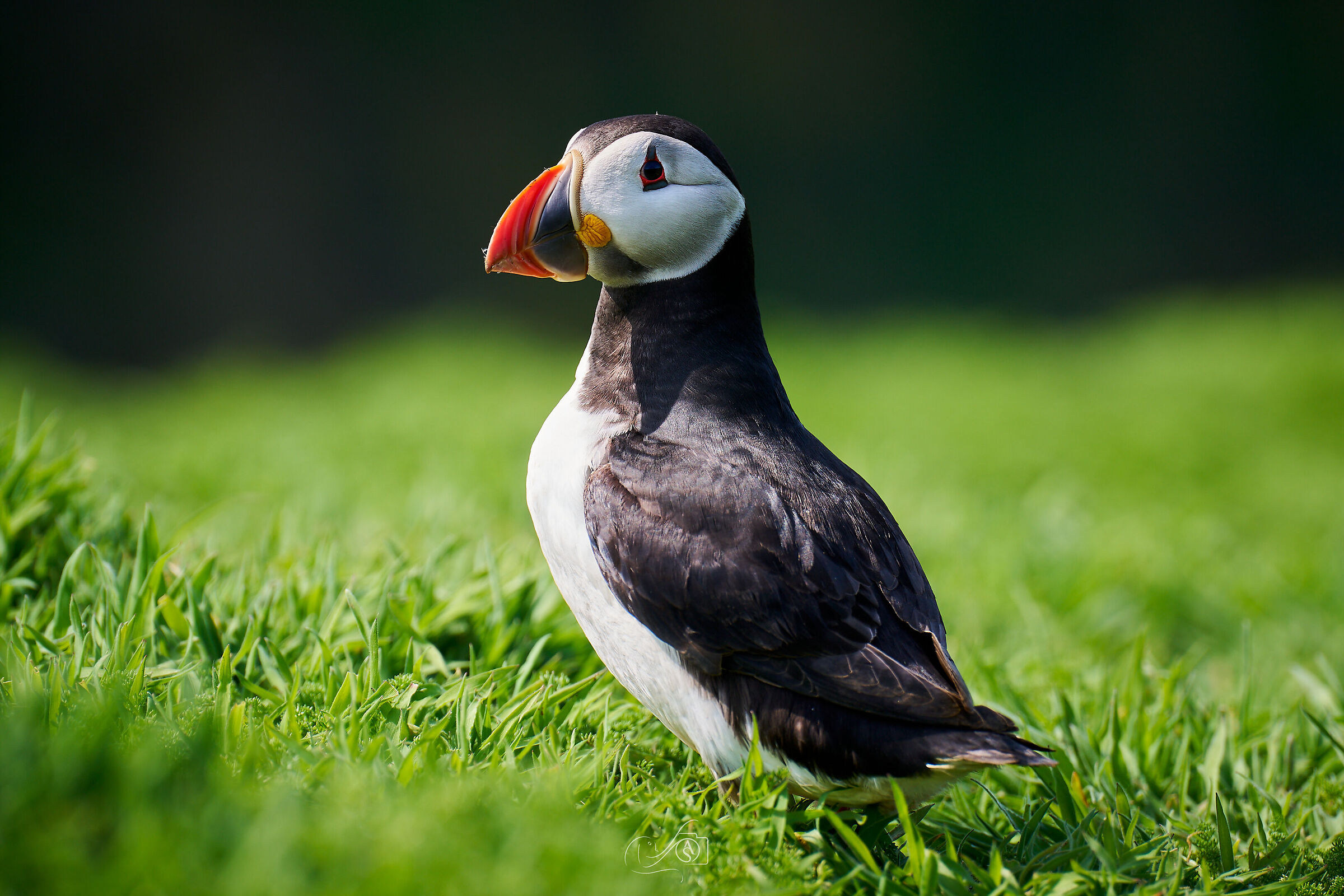 Puffin