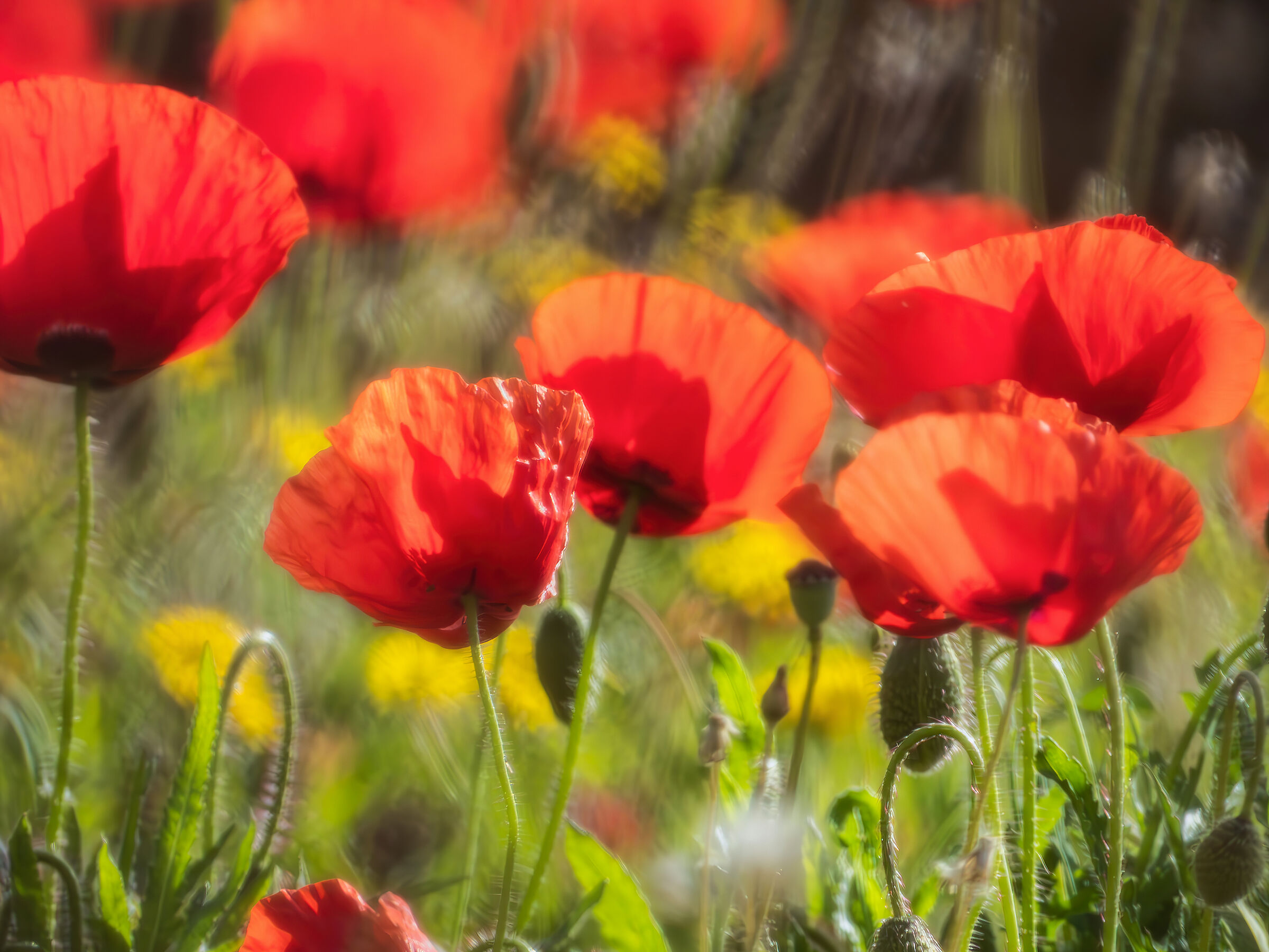 Impressionist poppies