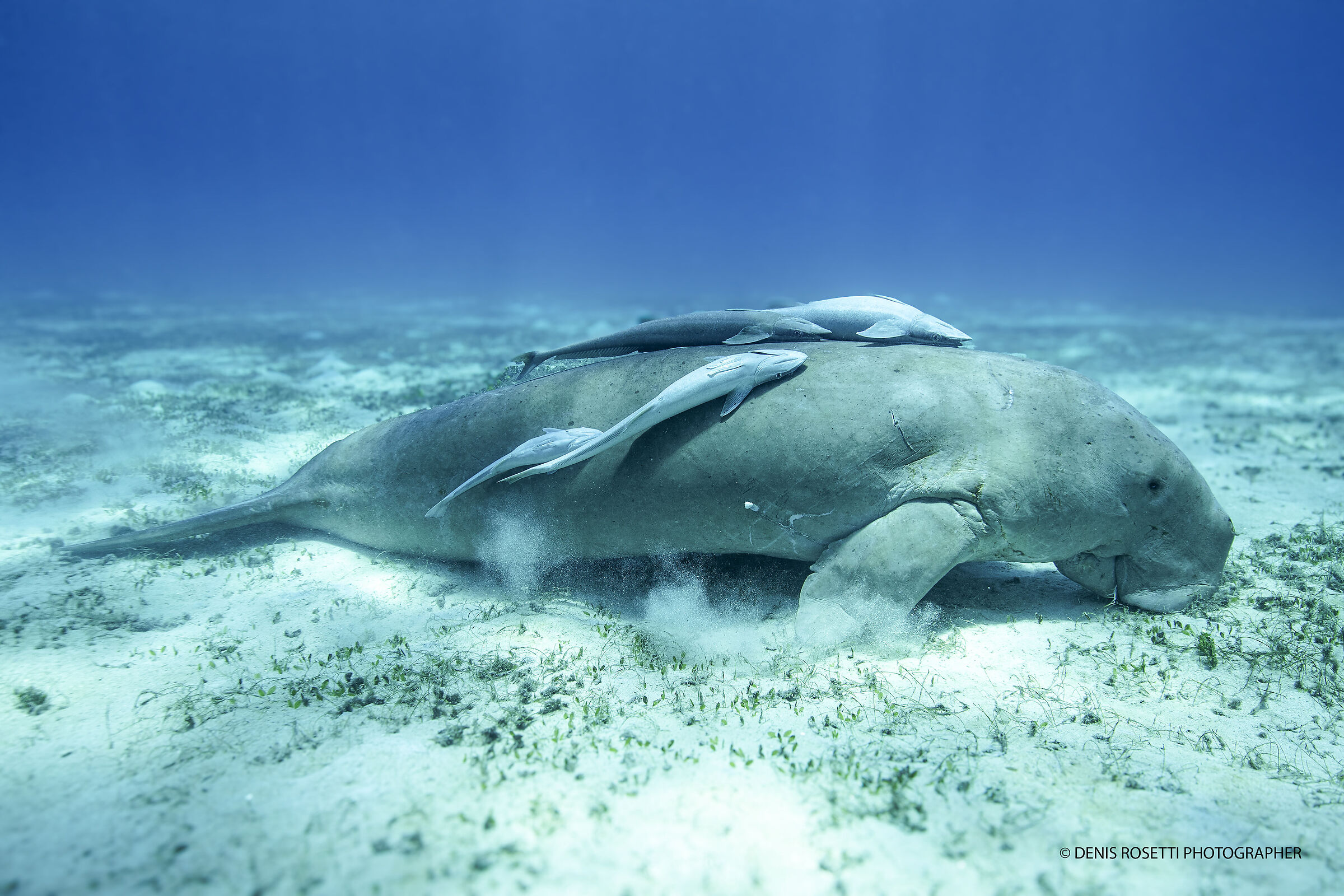 DUGONG