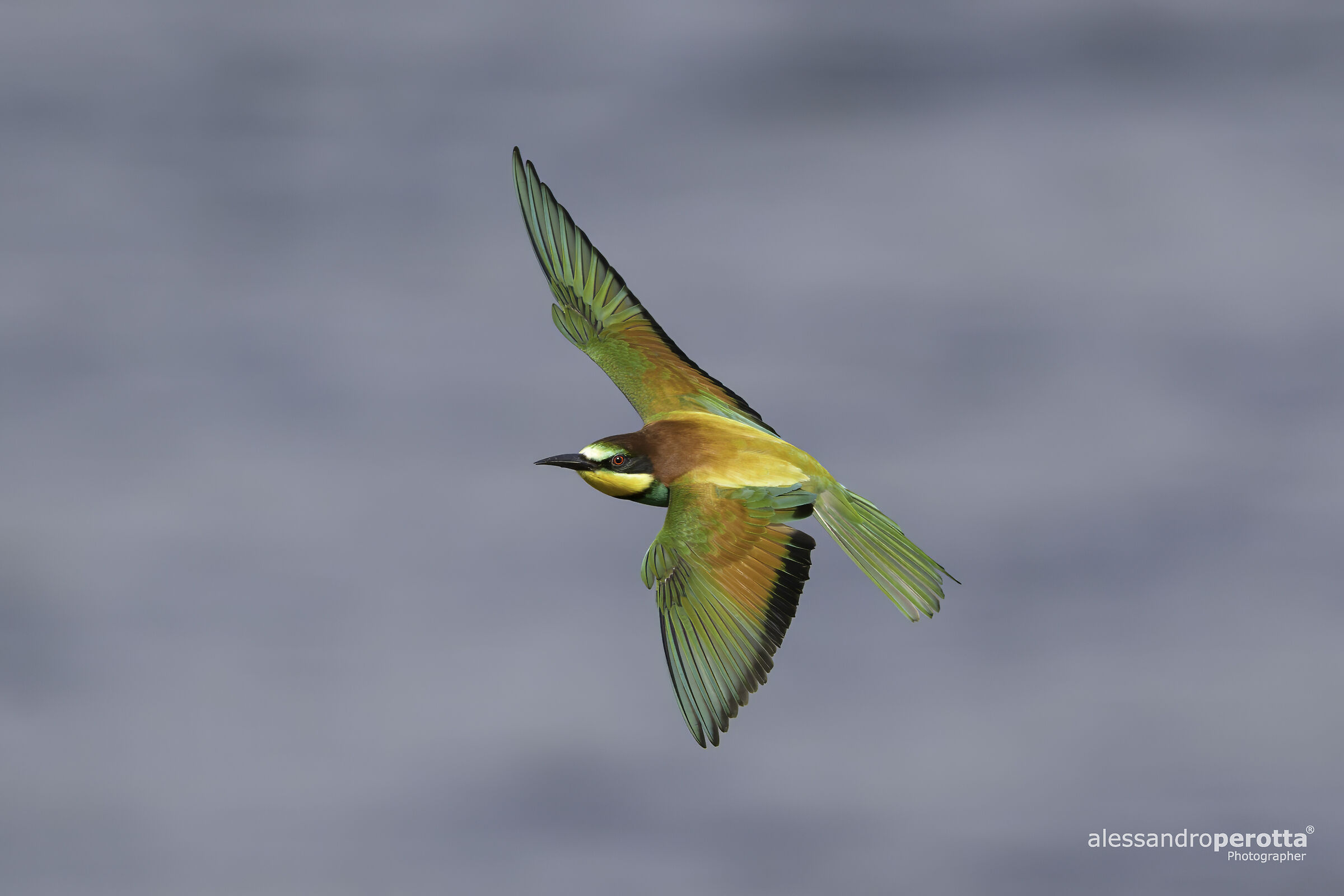 Merops Apiaster