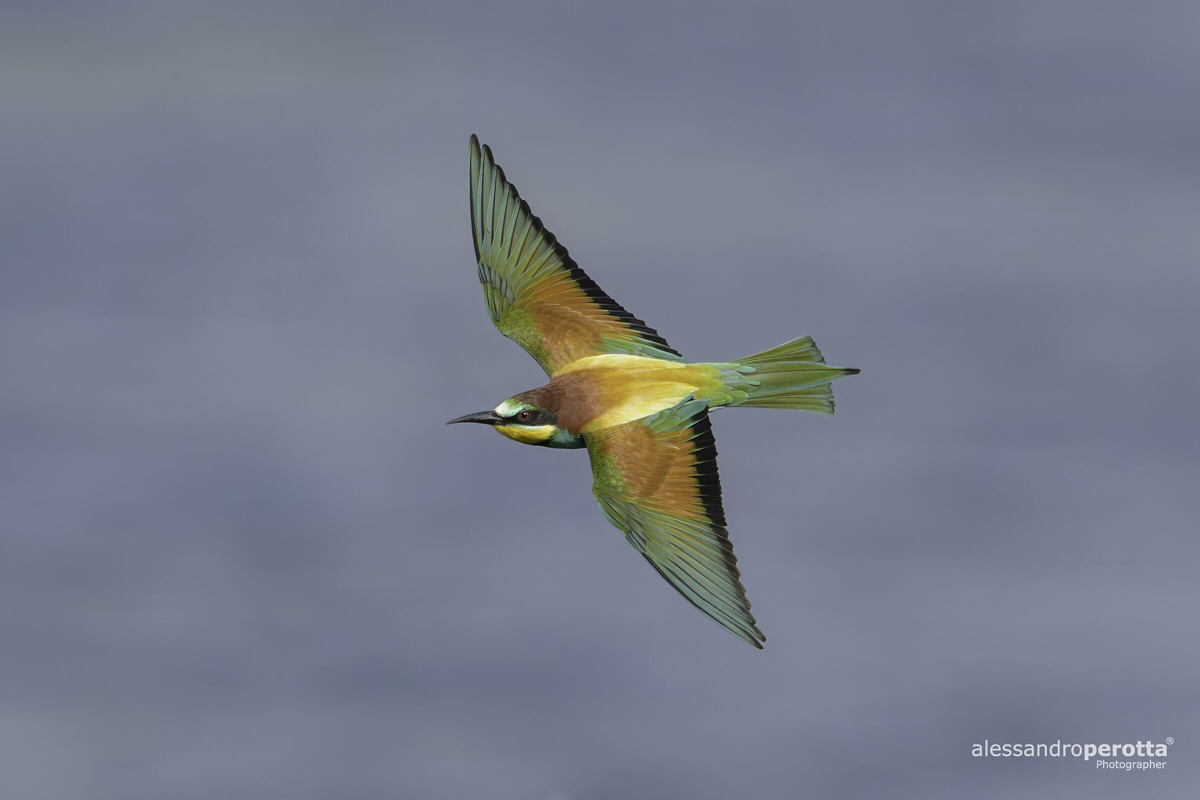 Merops Apiaster
