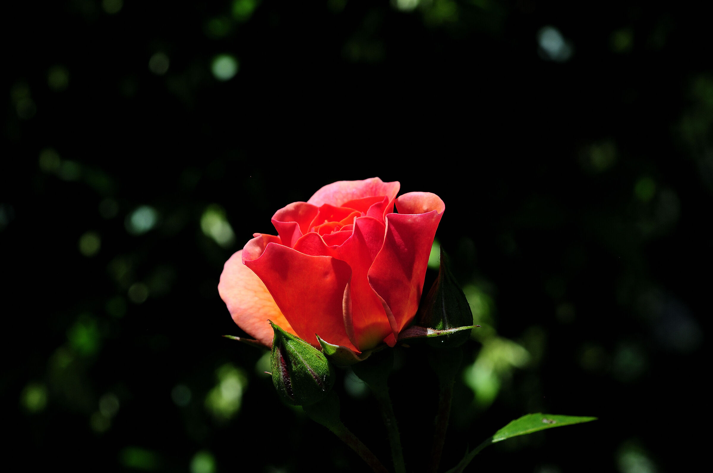 Rosa