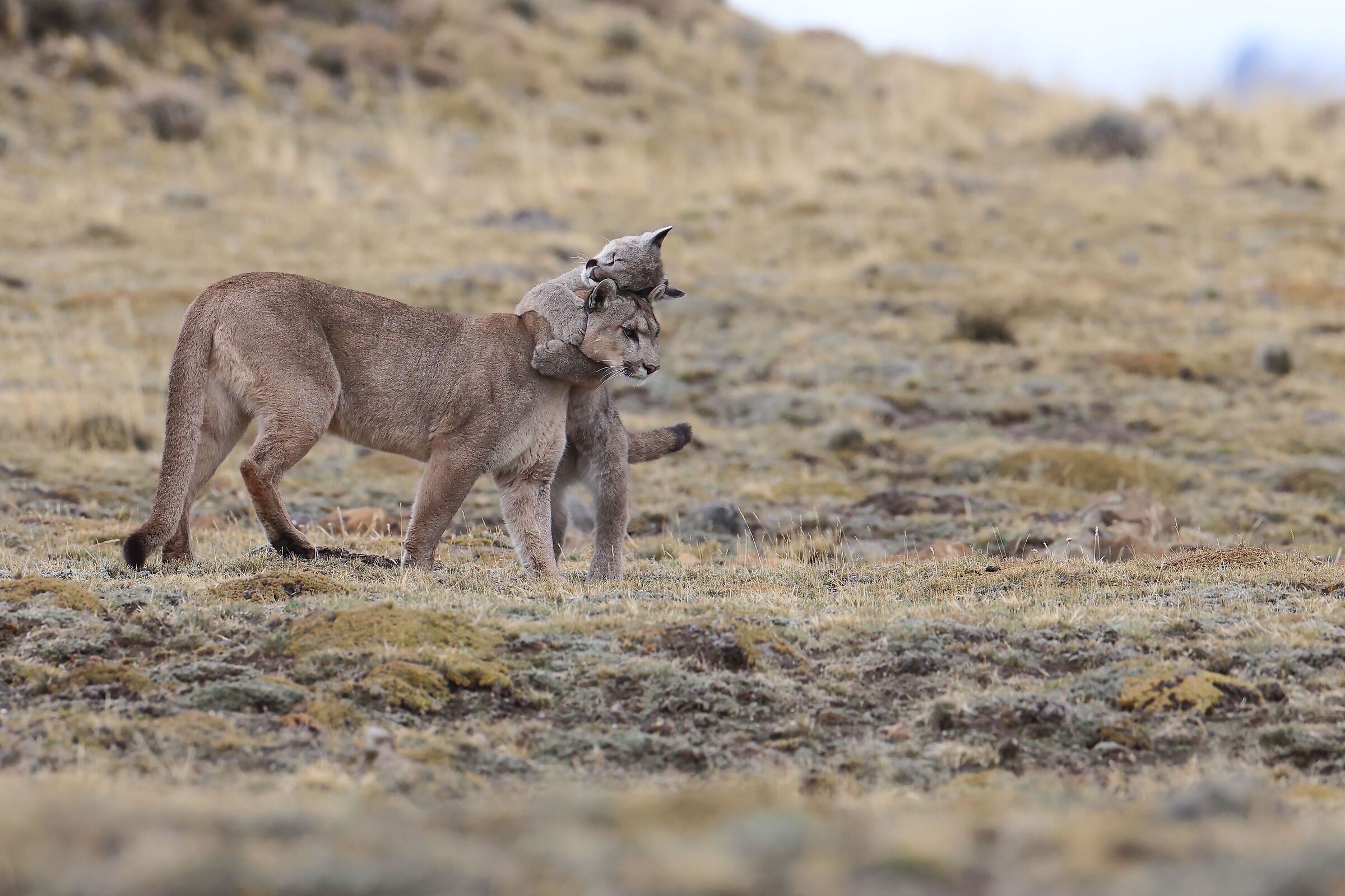 Festa della mamma - Tenero abbraccio