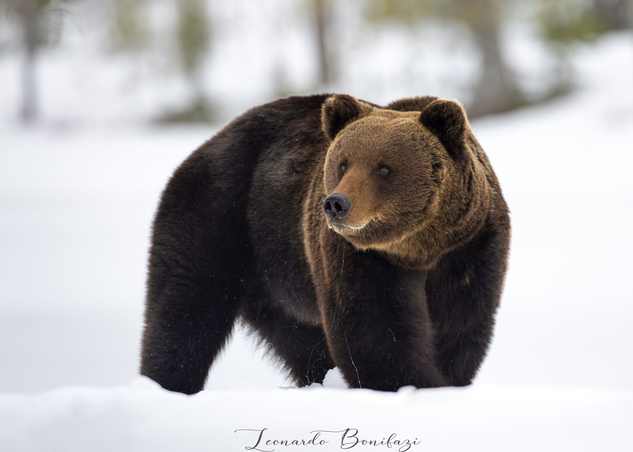 Brown bear