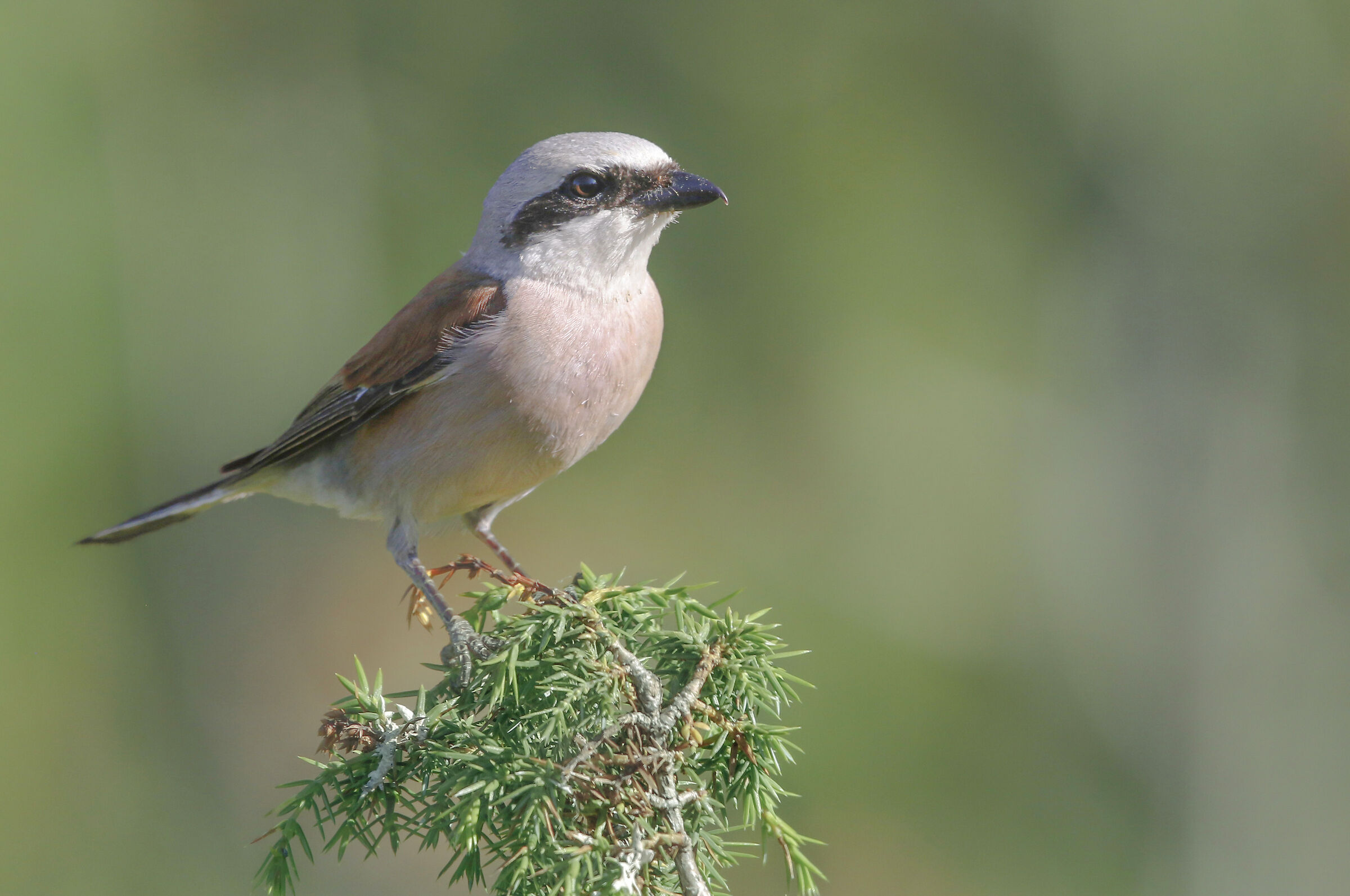 Averla piccola su conifera