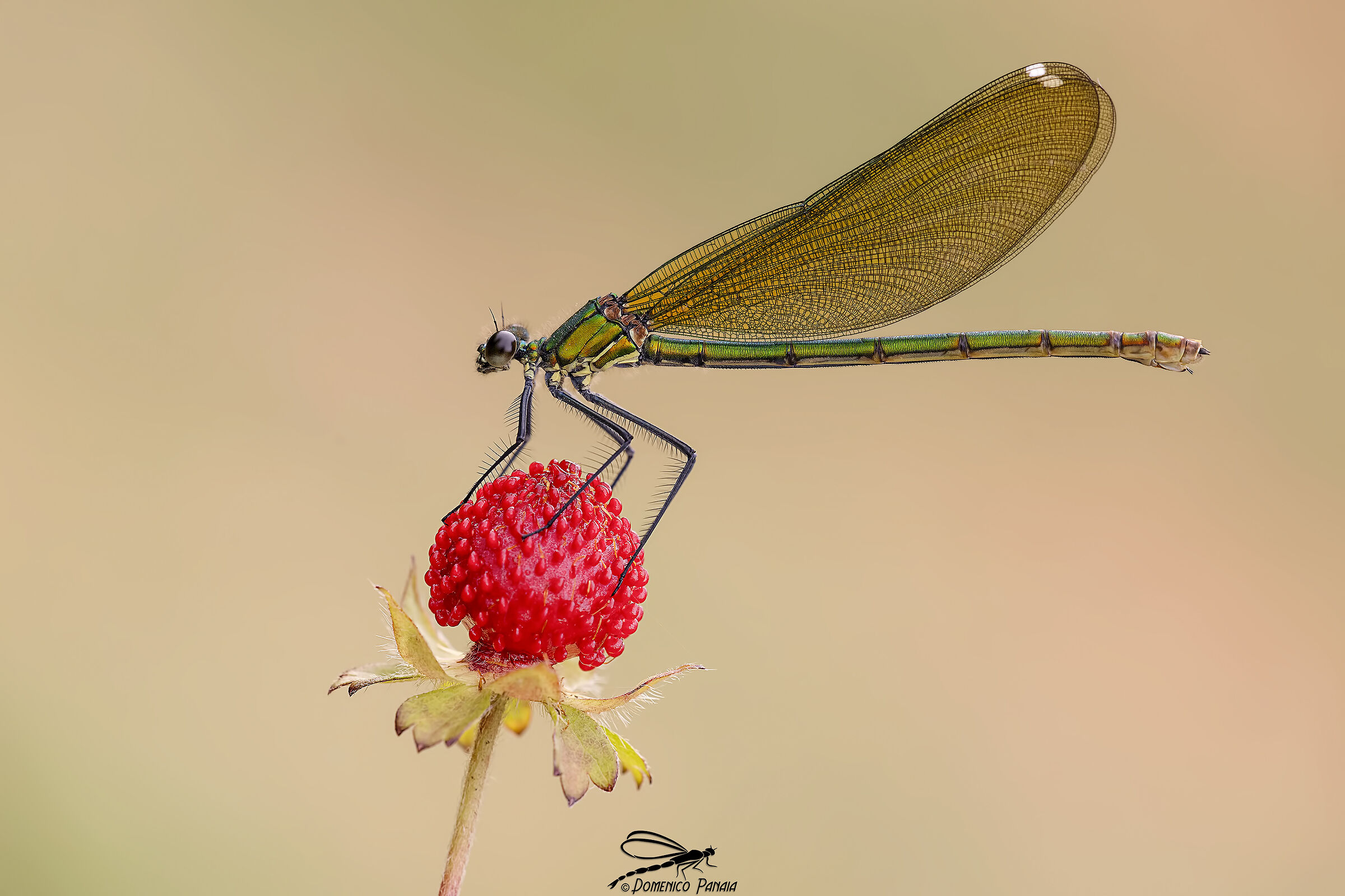Calopteryx splendens