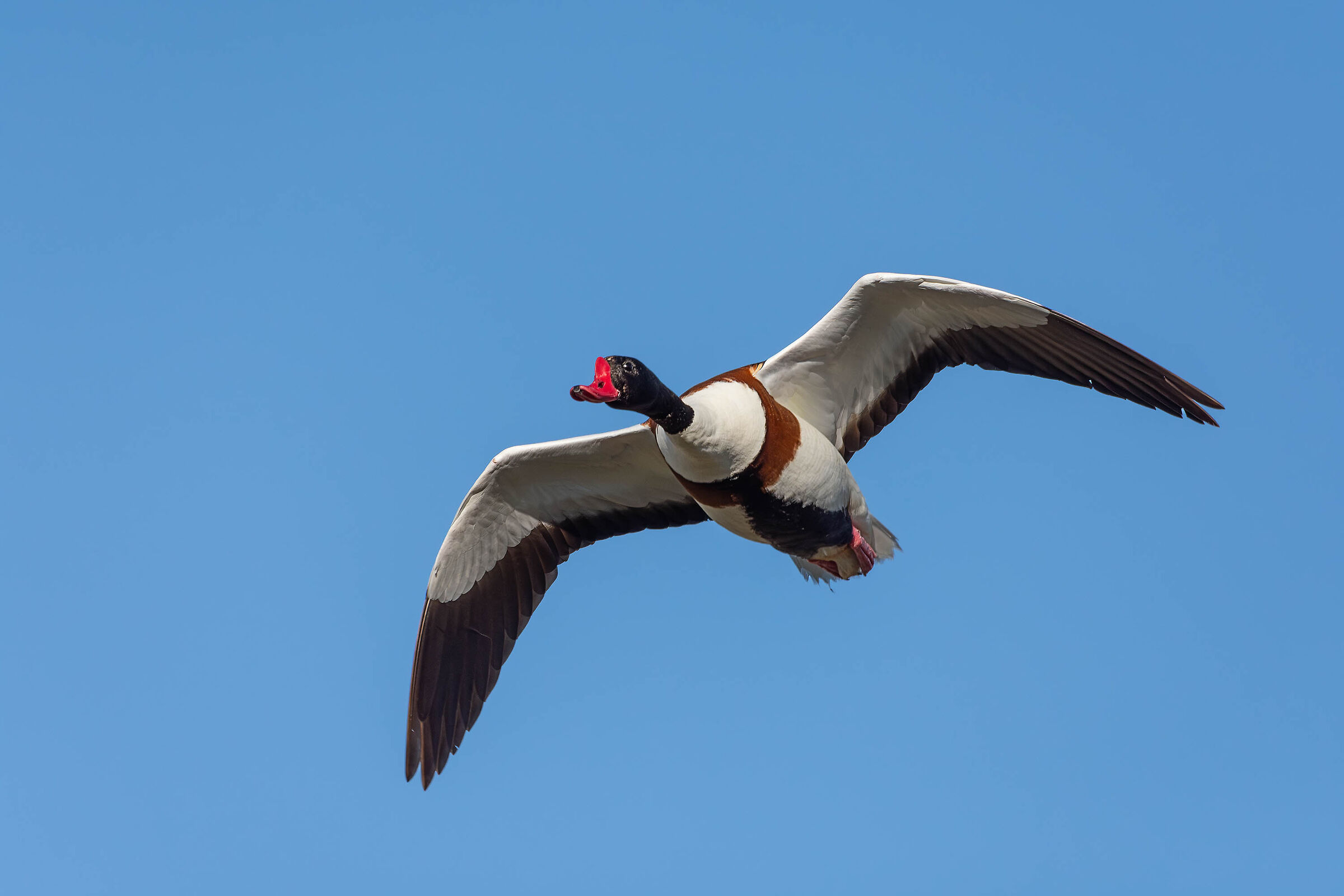 On fly