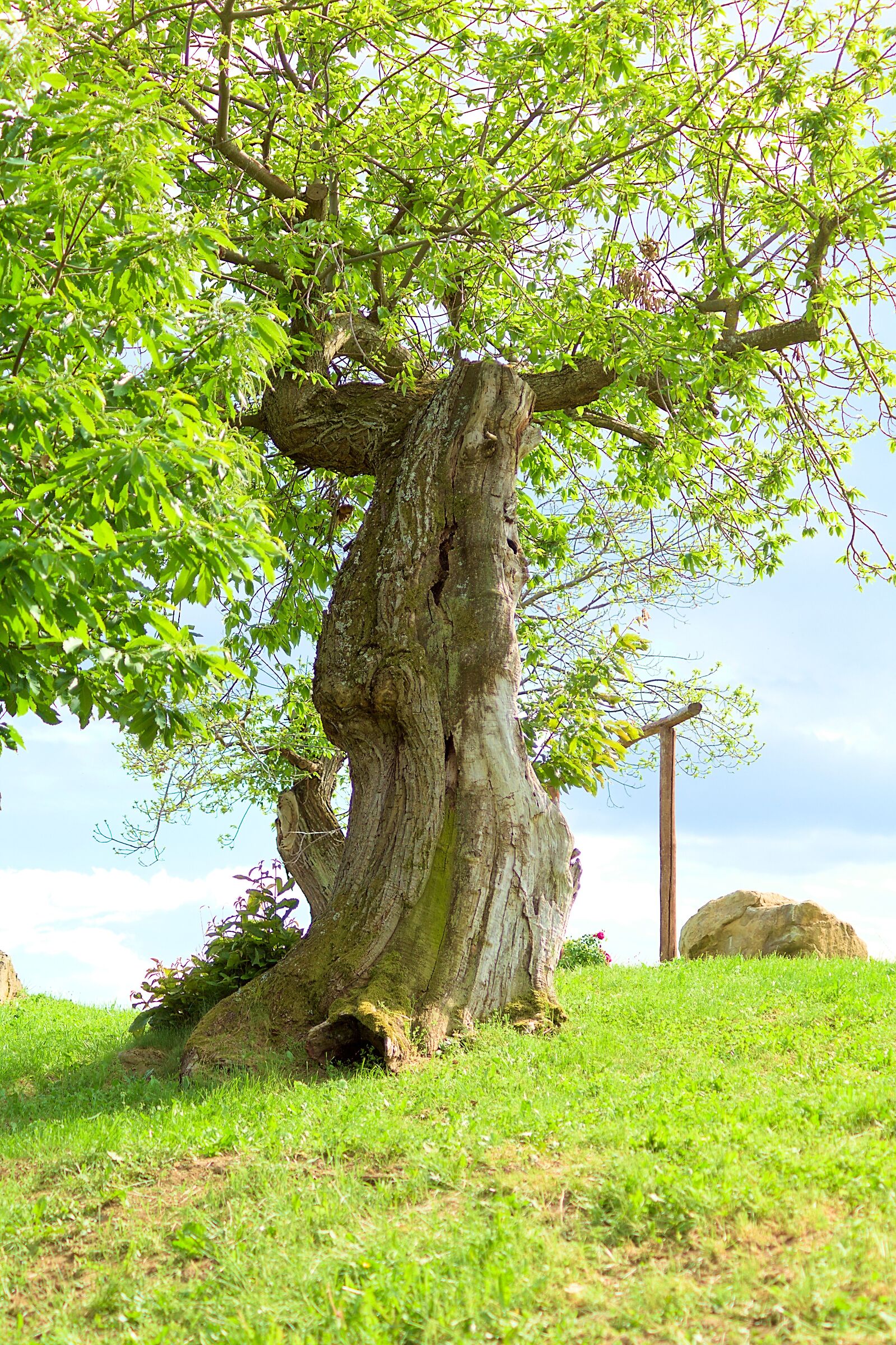 Centuries-old olive tree
