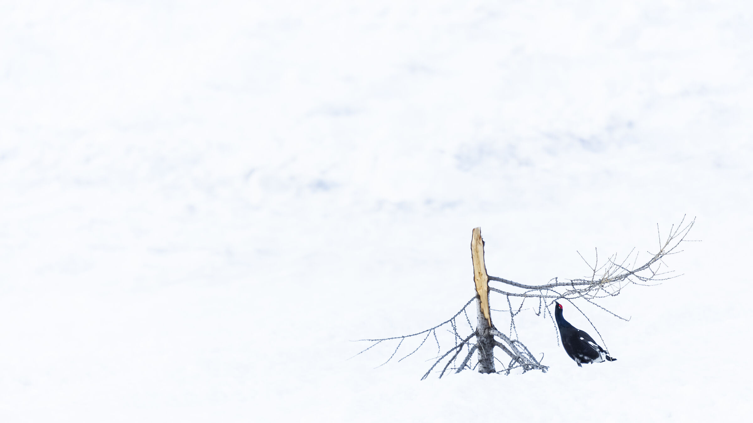 Black grouse