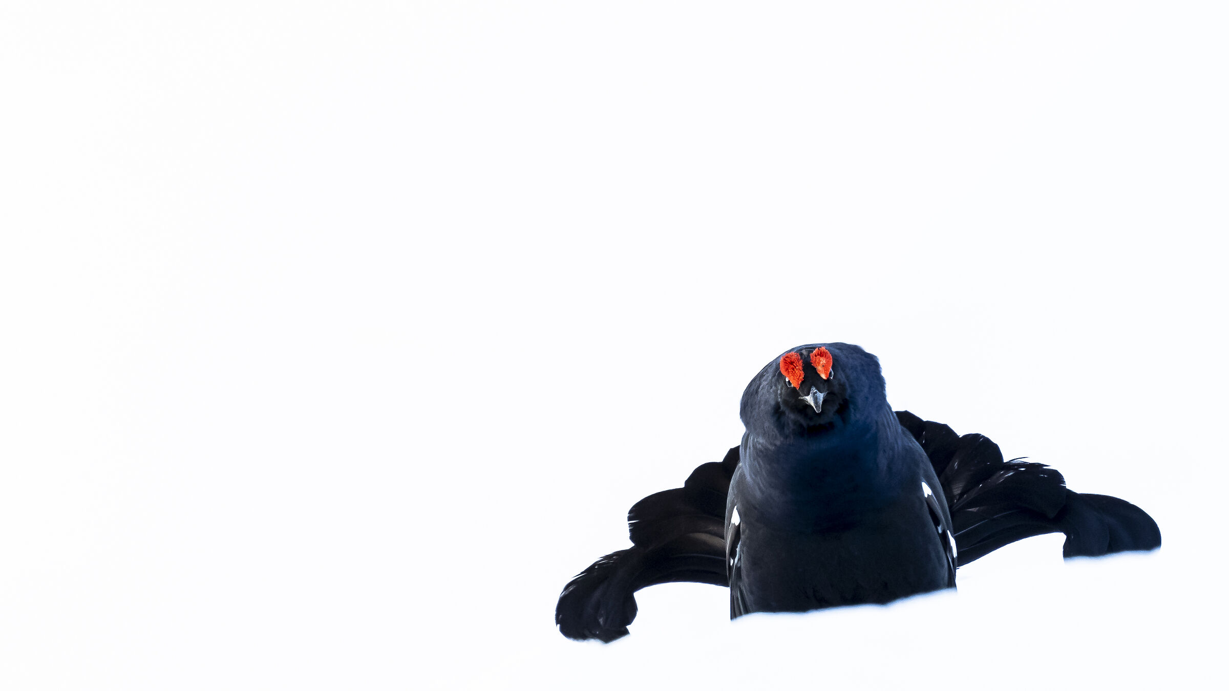 Black grouse