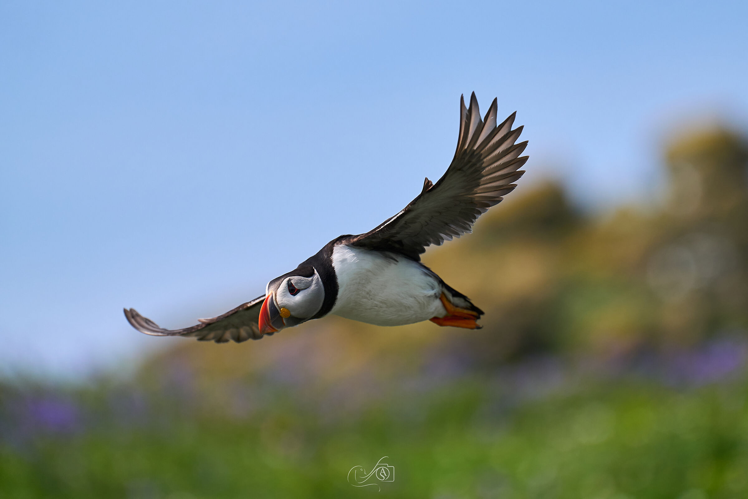 Puffin