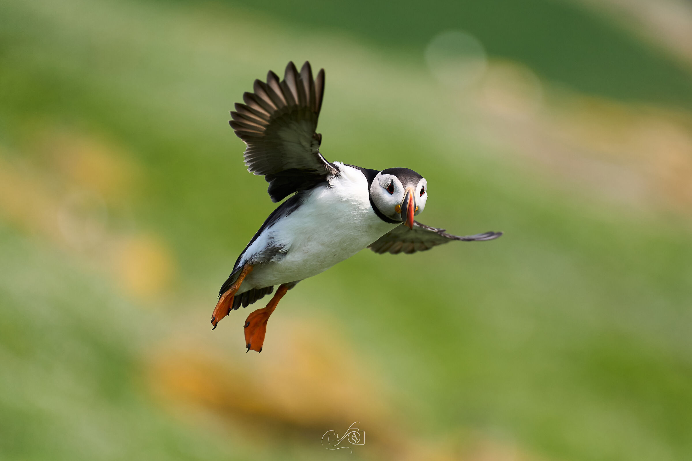 Puffin