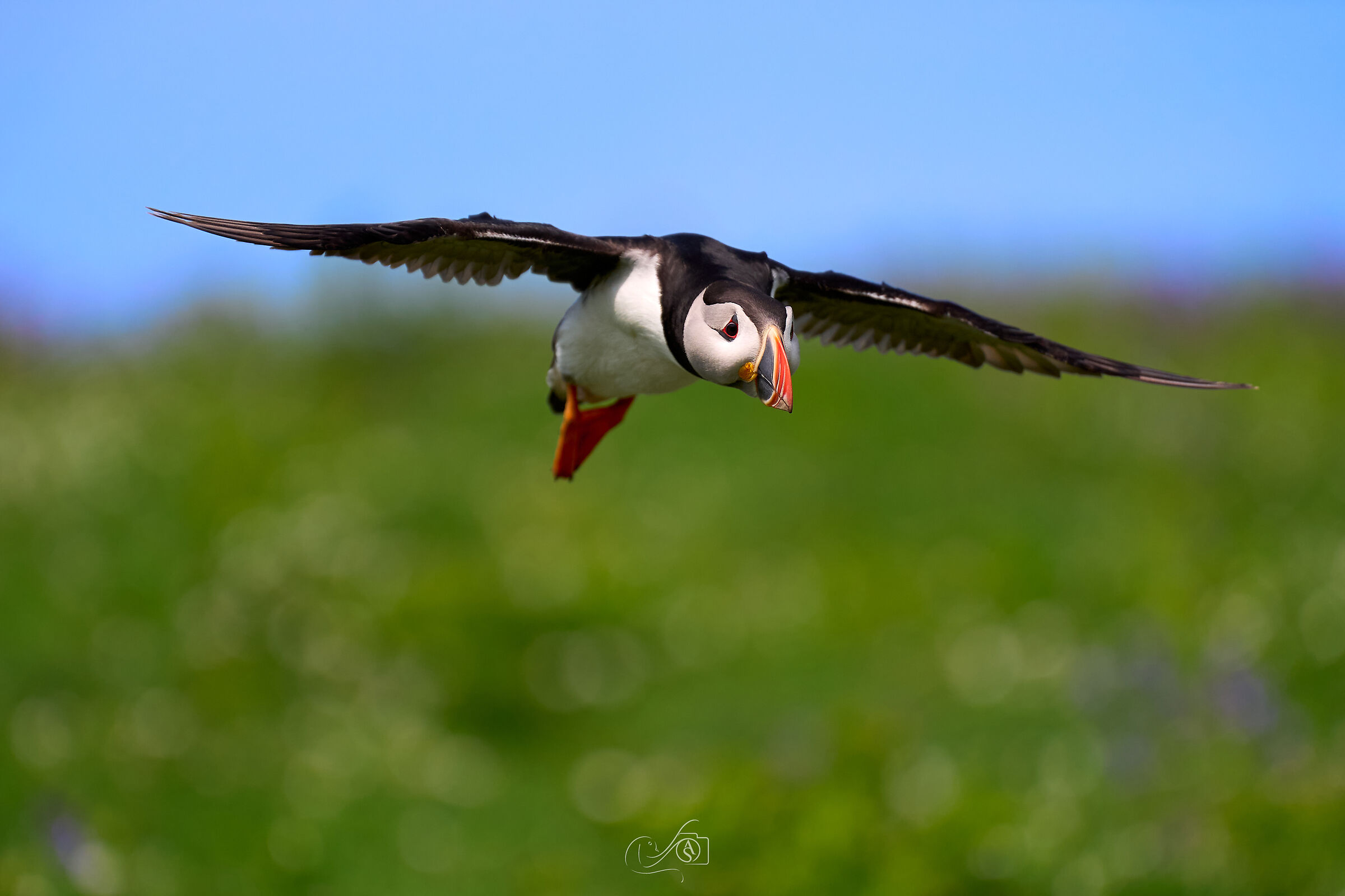 Puffin