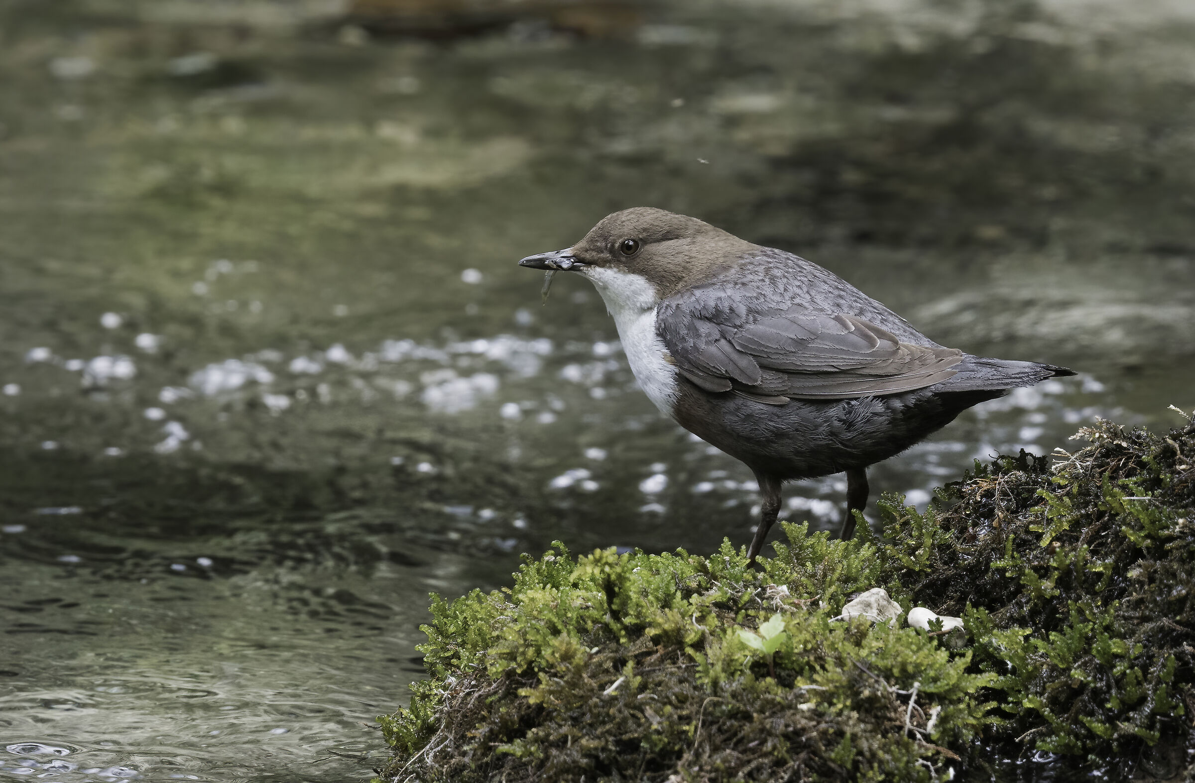 White-throated dipper