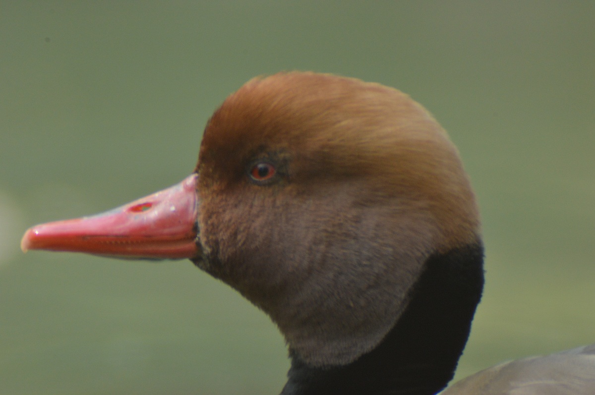 Pochard turkish