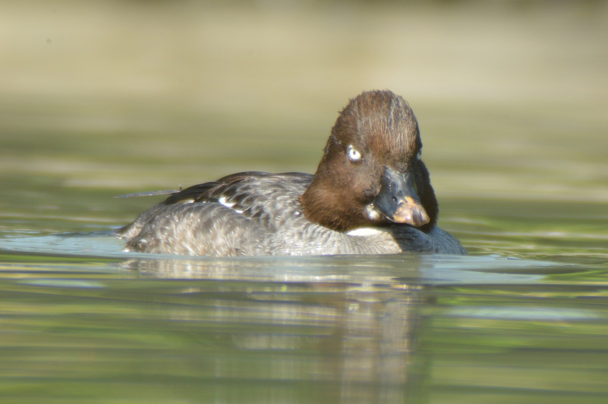 Little Grebe