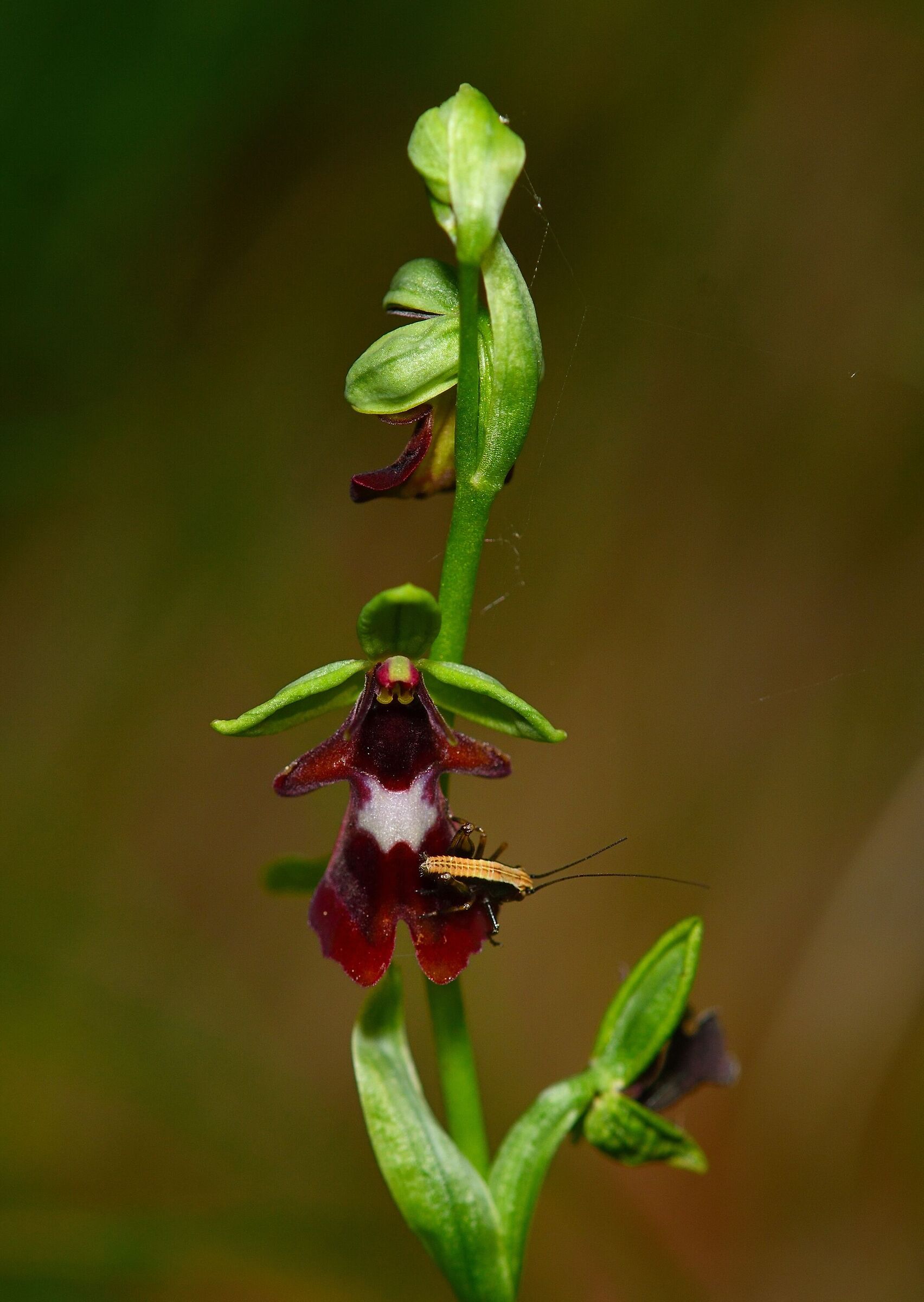 Insectifera con insetto